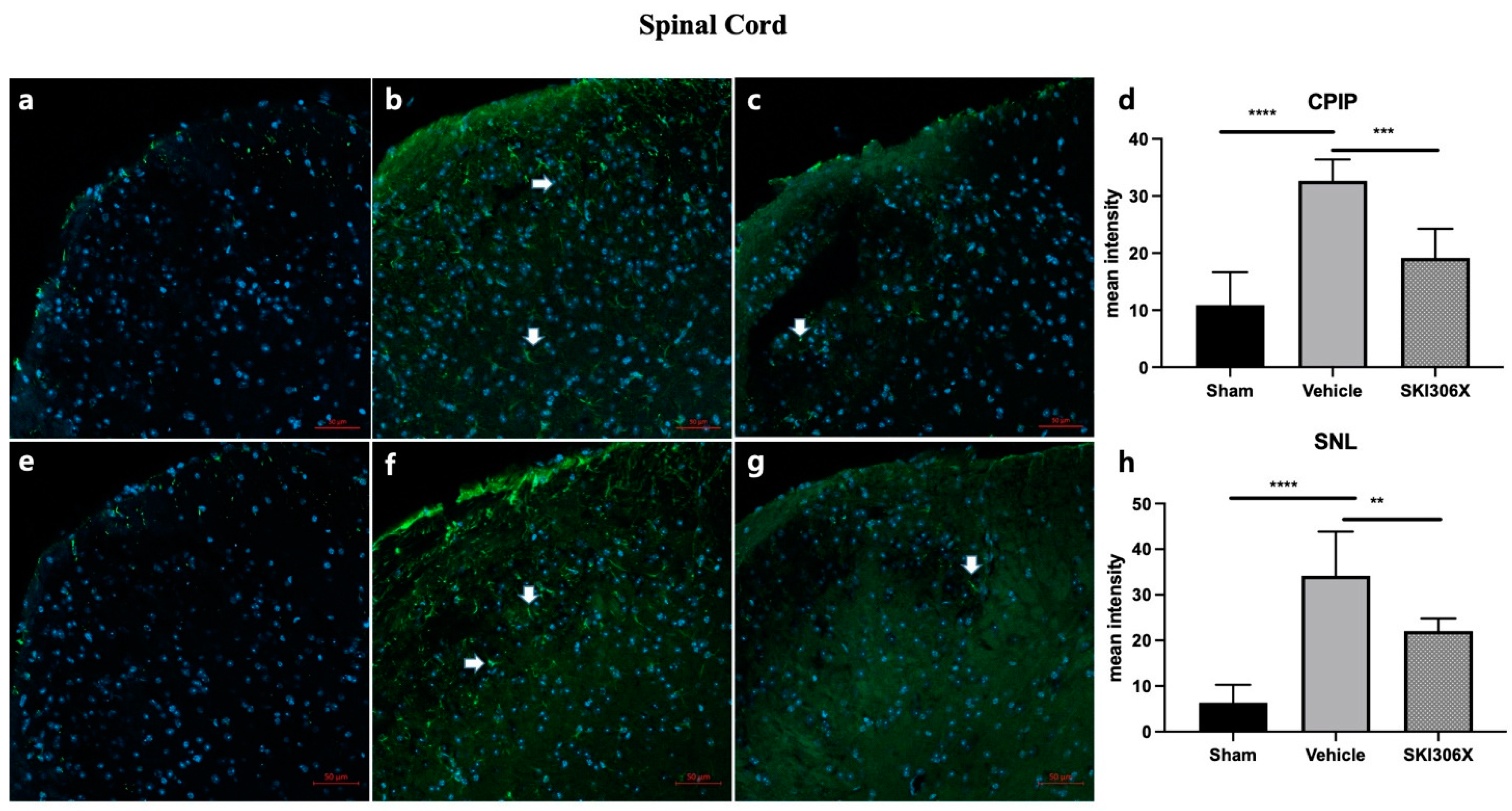 Biomedicines 12 01379 g003