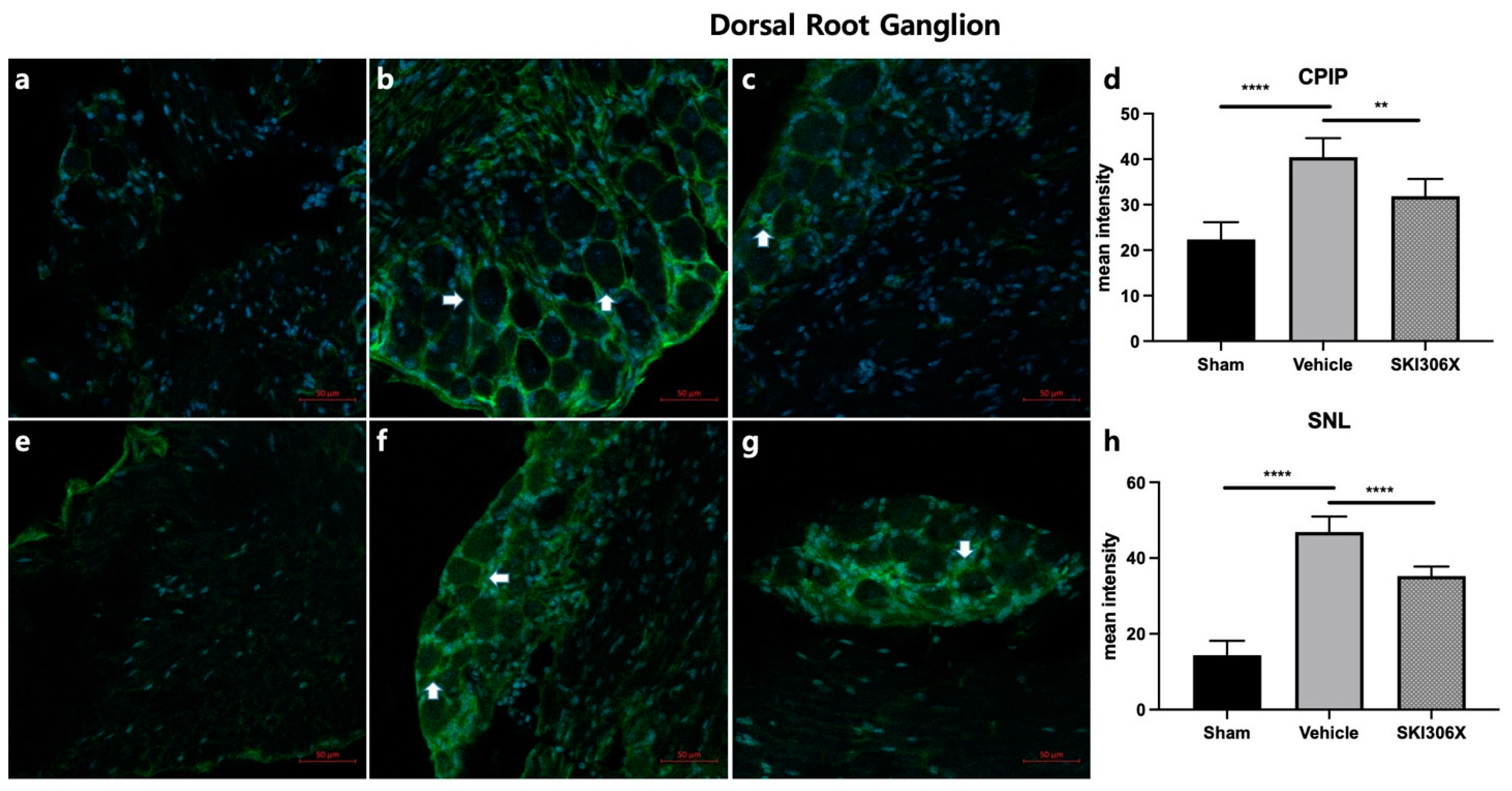 Biomedicines 12 01379 g004