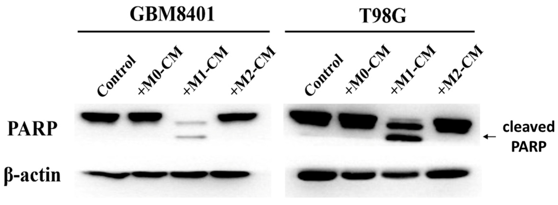 Biomedicines 12 01383 g003