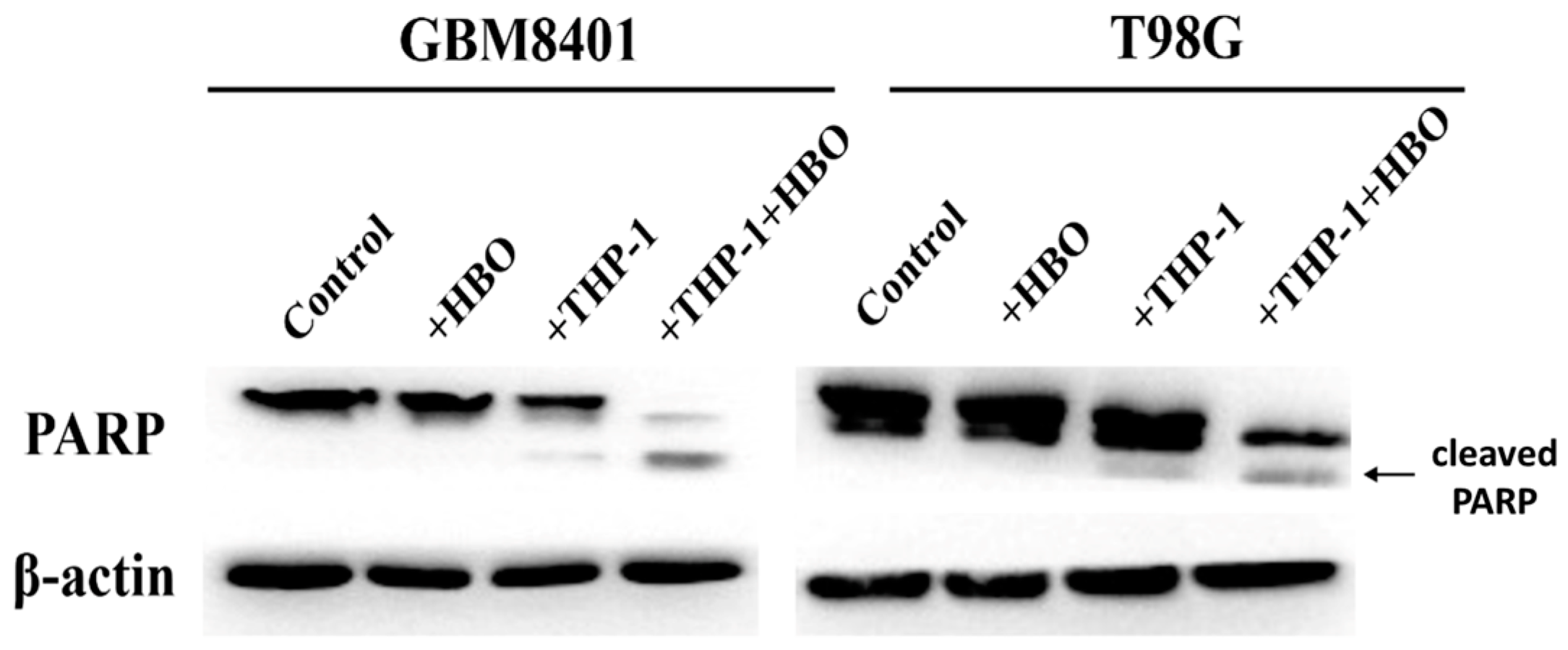 Biomedicines 12 01383 g008