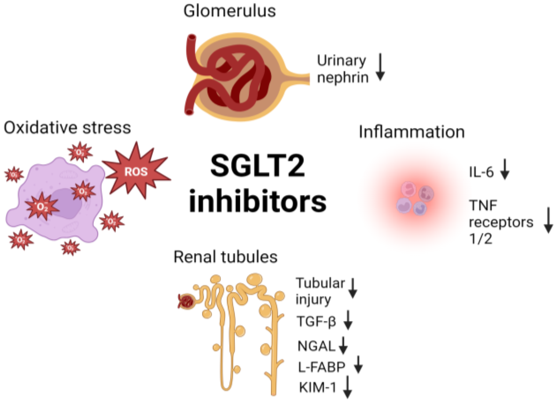 Biomedicines 12 01386 g004