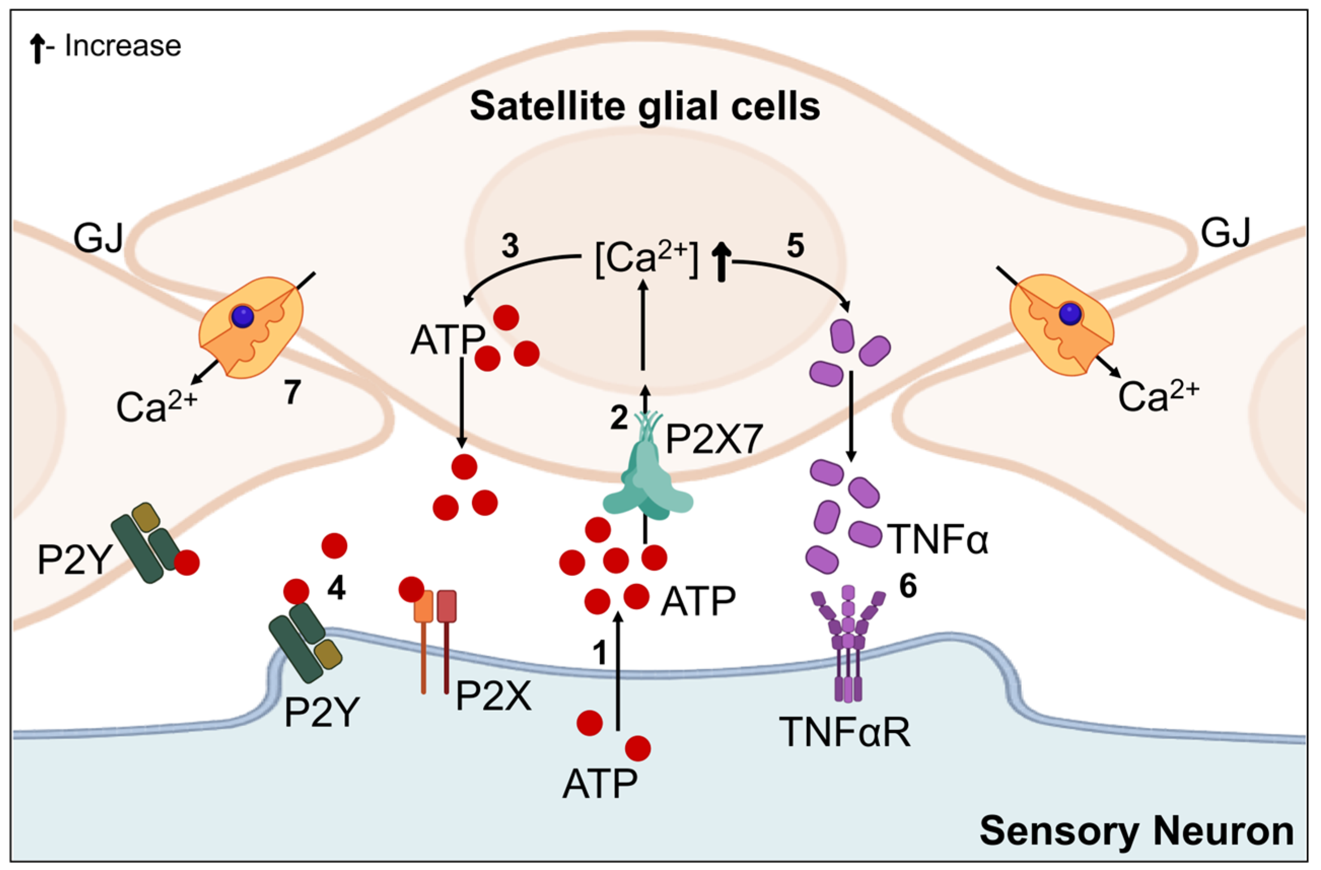 Biomedicines 12 01390 g005 Biomedicines 12 01390 g005