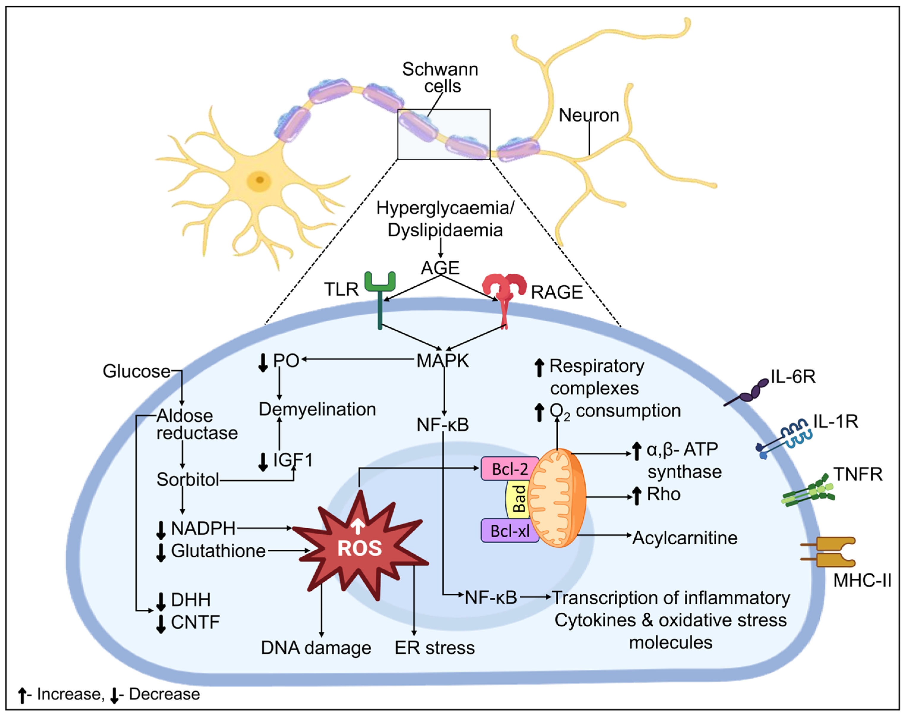 Biomedicines 12 01390 g006 Biomedicines 12 01390 g006