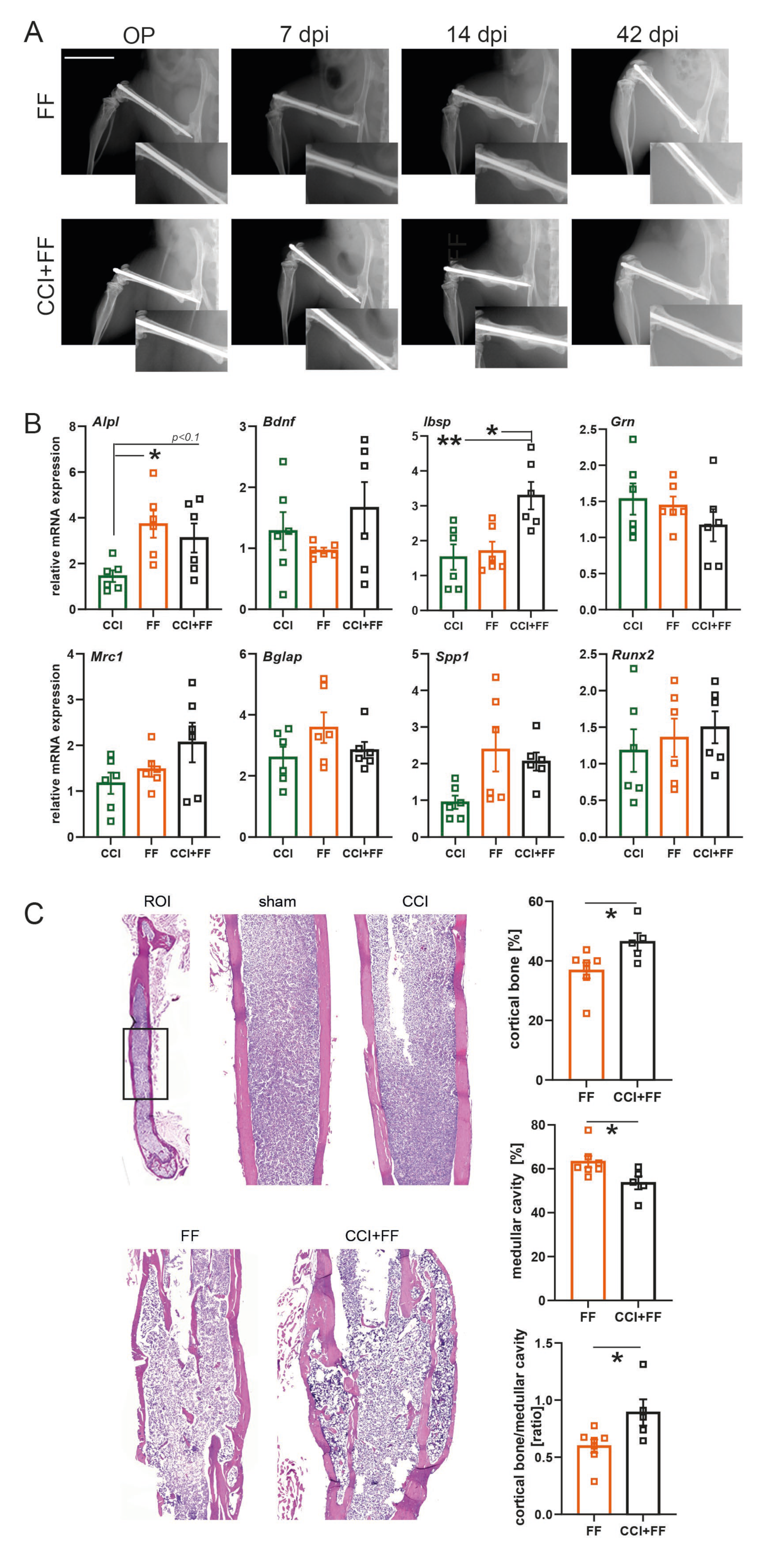 Biomedicines 12 01399 g002