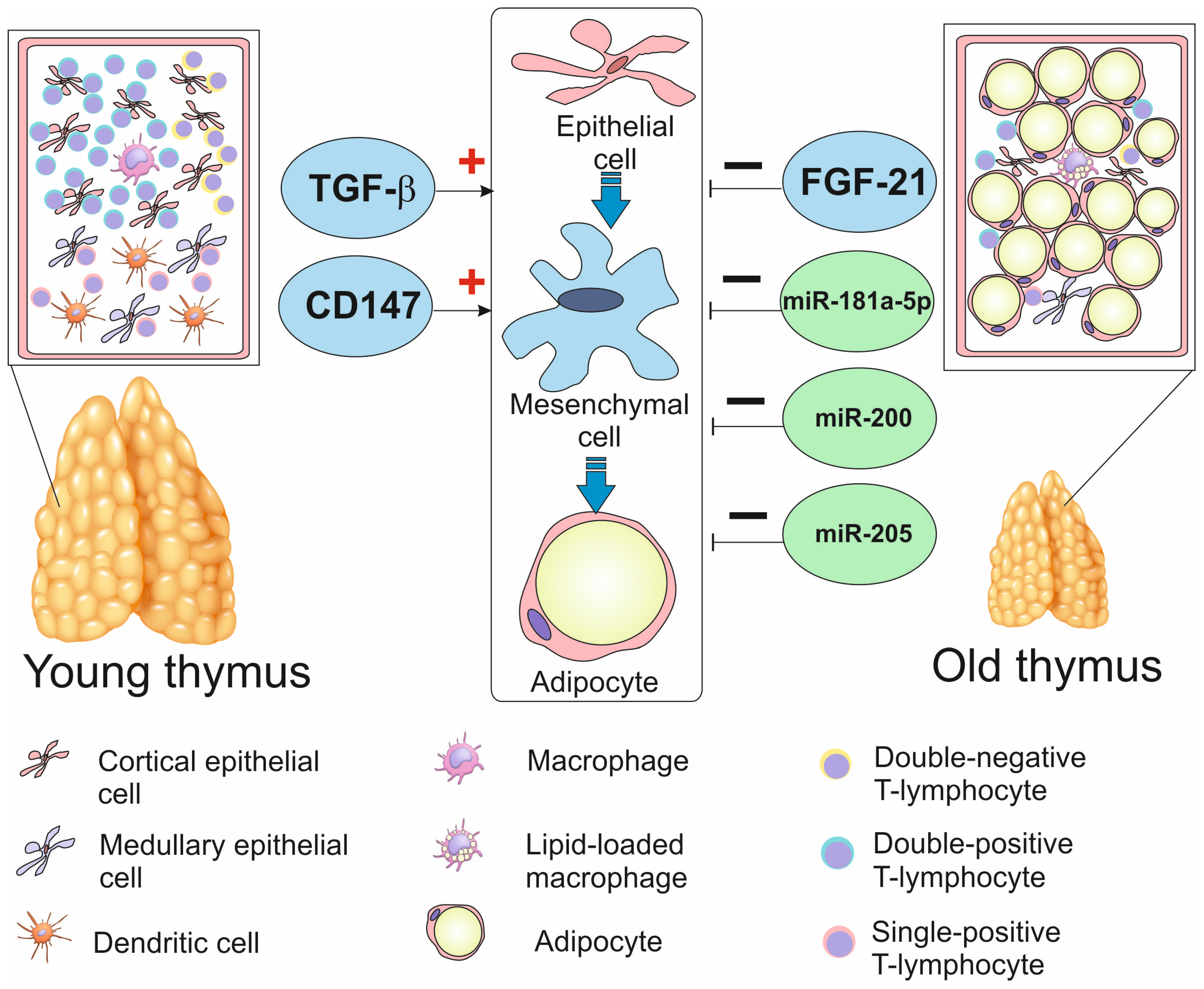 Biomedicines 12 01408 g001 Biomedicines 12 01408 g001