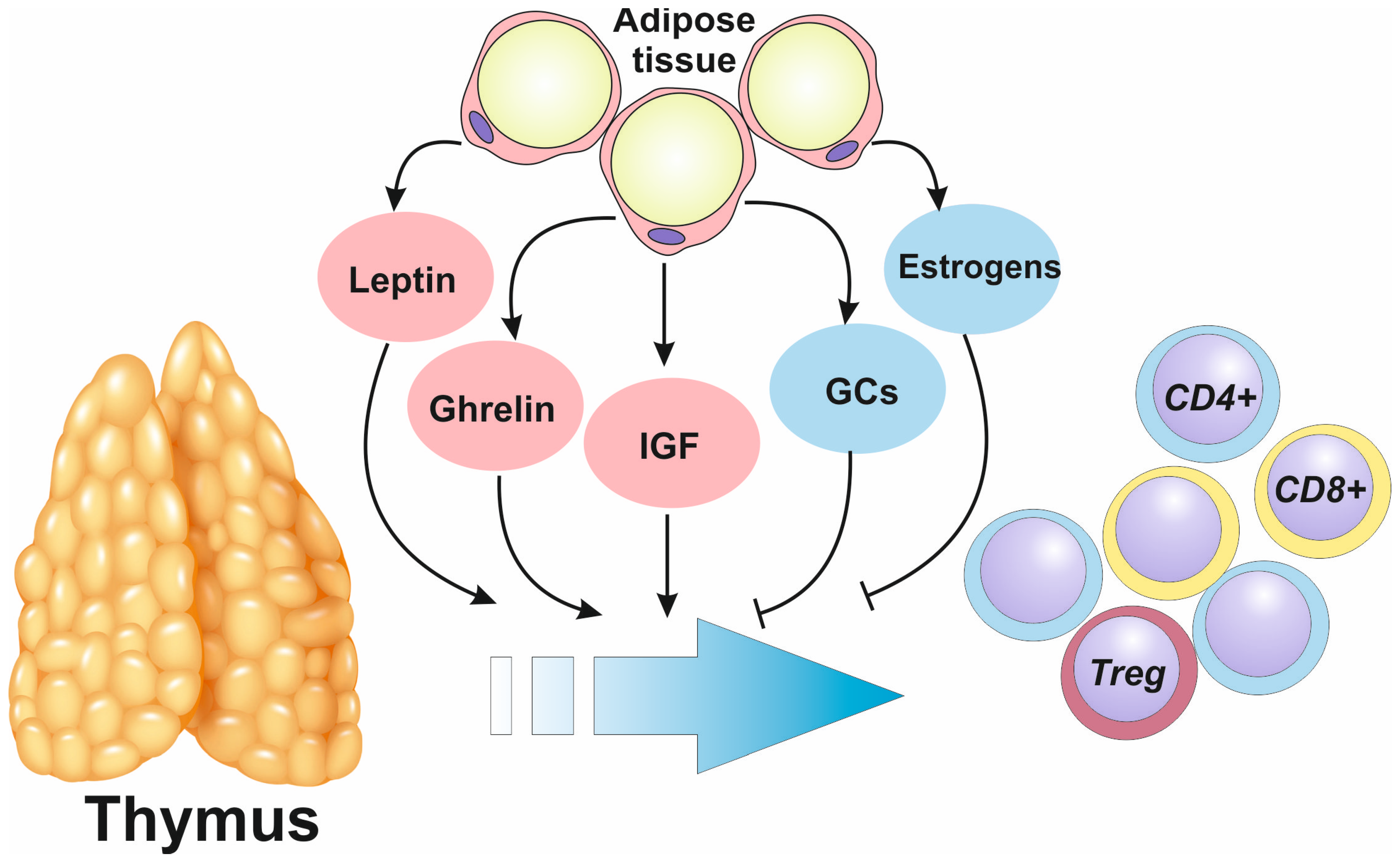 Biomedicines 12 01408 g002 Biomedicines 12 01408 g002