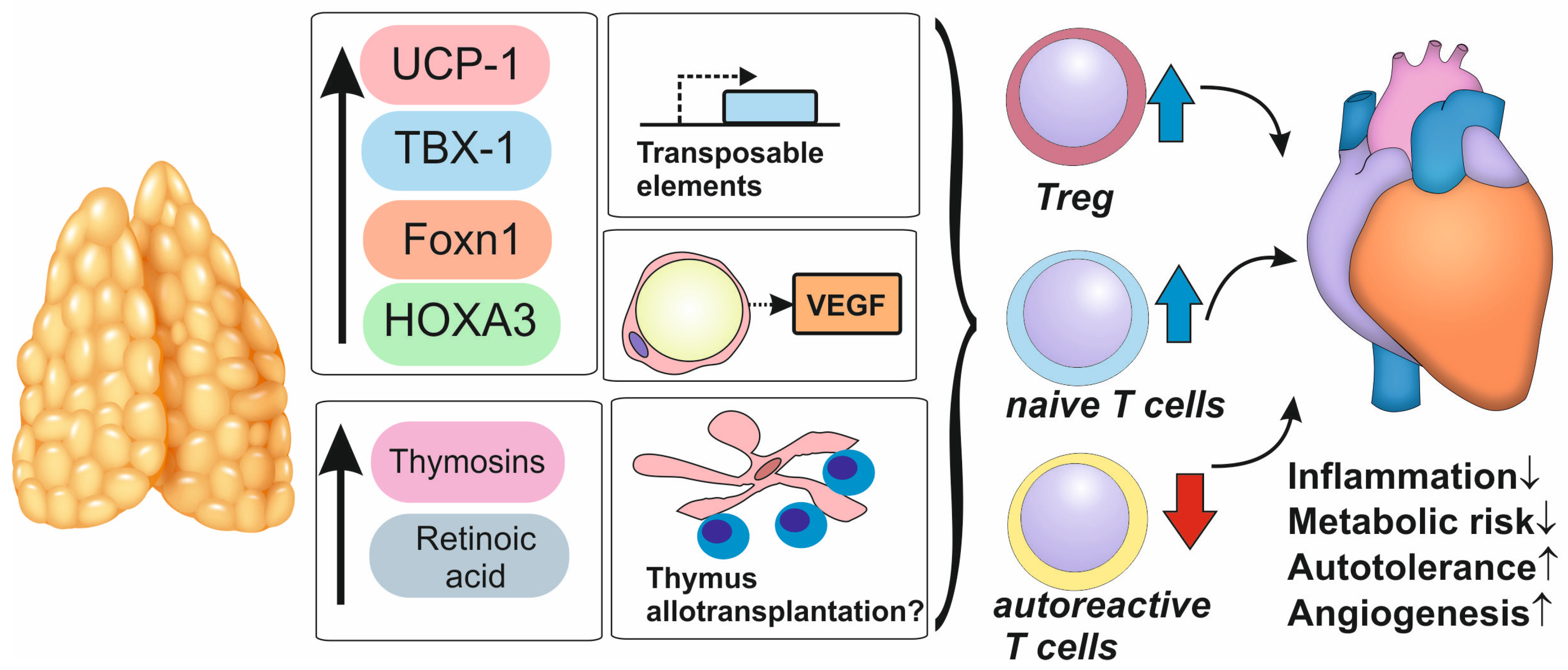 Biomedicines 12 01408 g003 Biomedicines 12 01408 g003