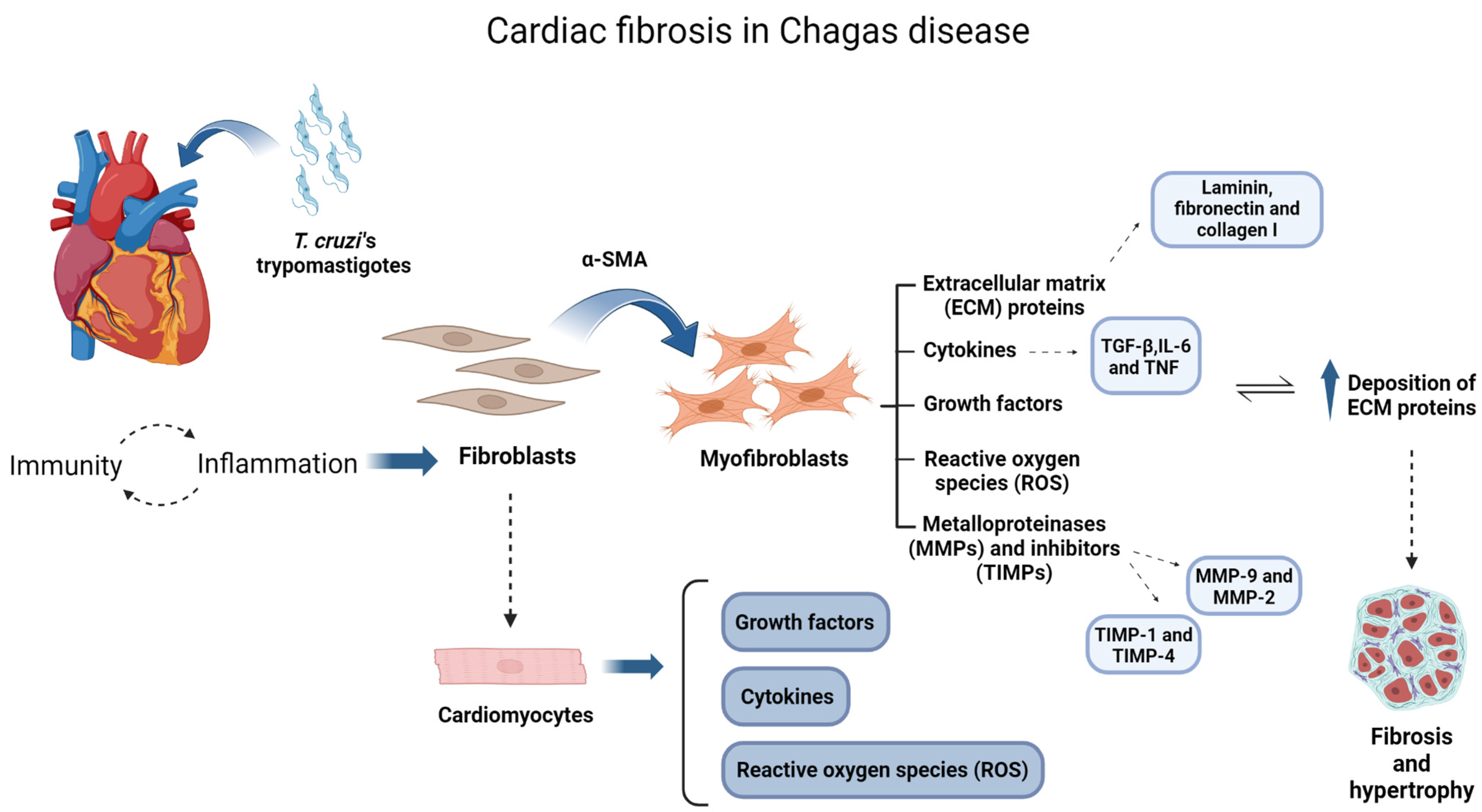 Biomedicines 12 01410 g001 Biomedicines 12 01410 g001