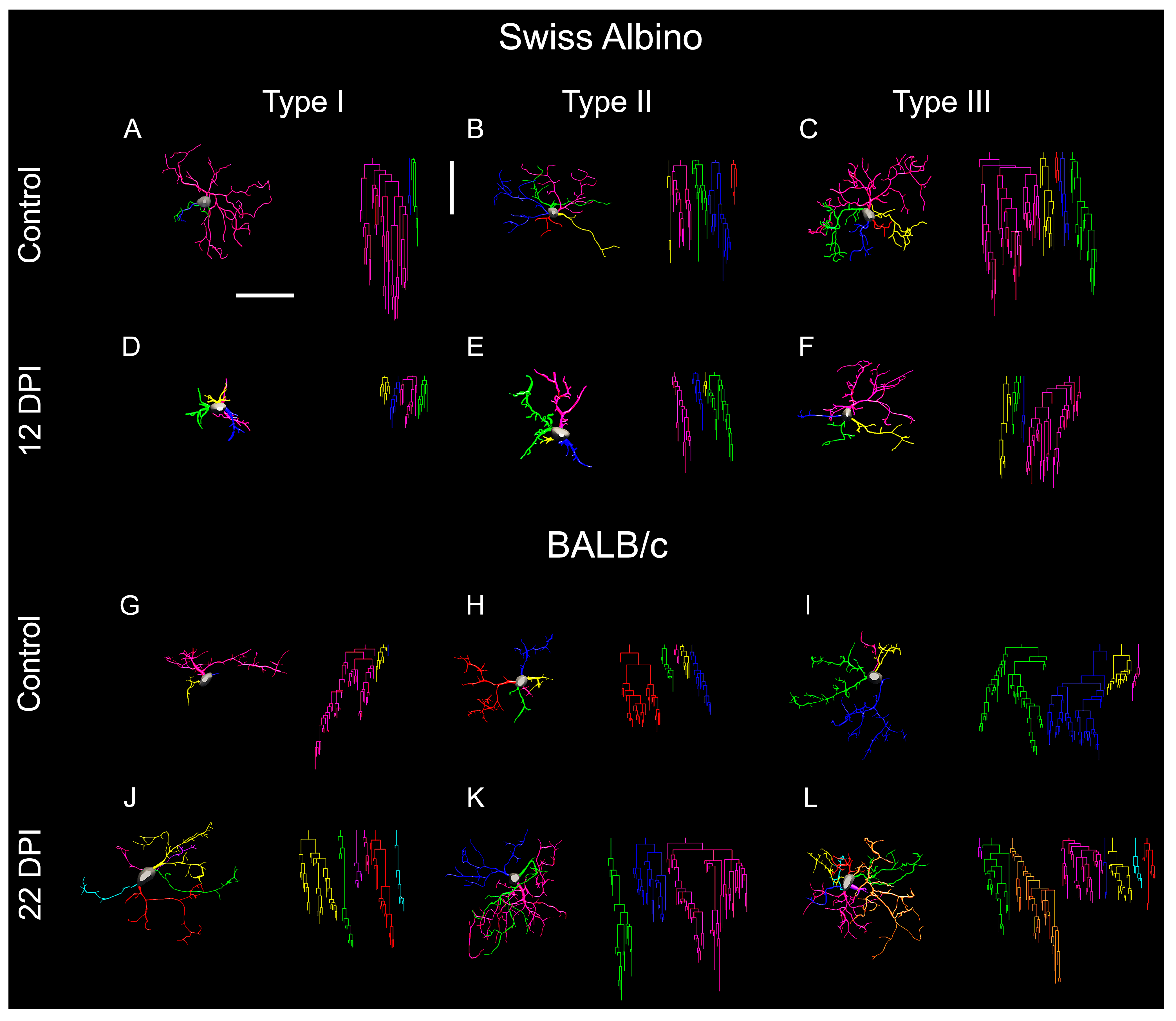Biomedicines 12 01420 g006