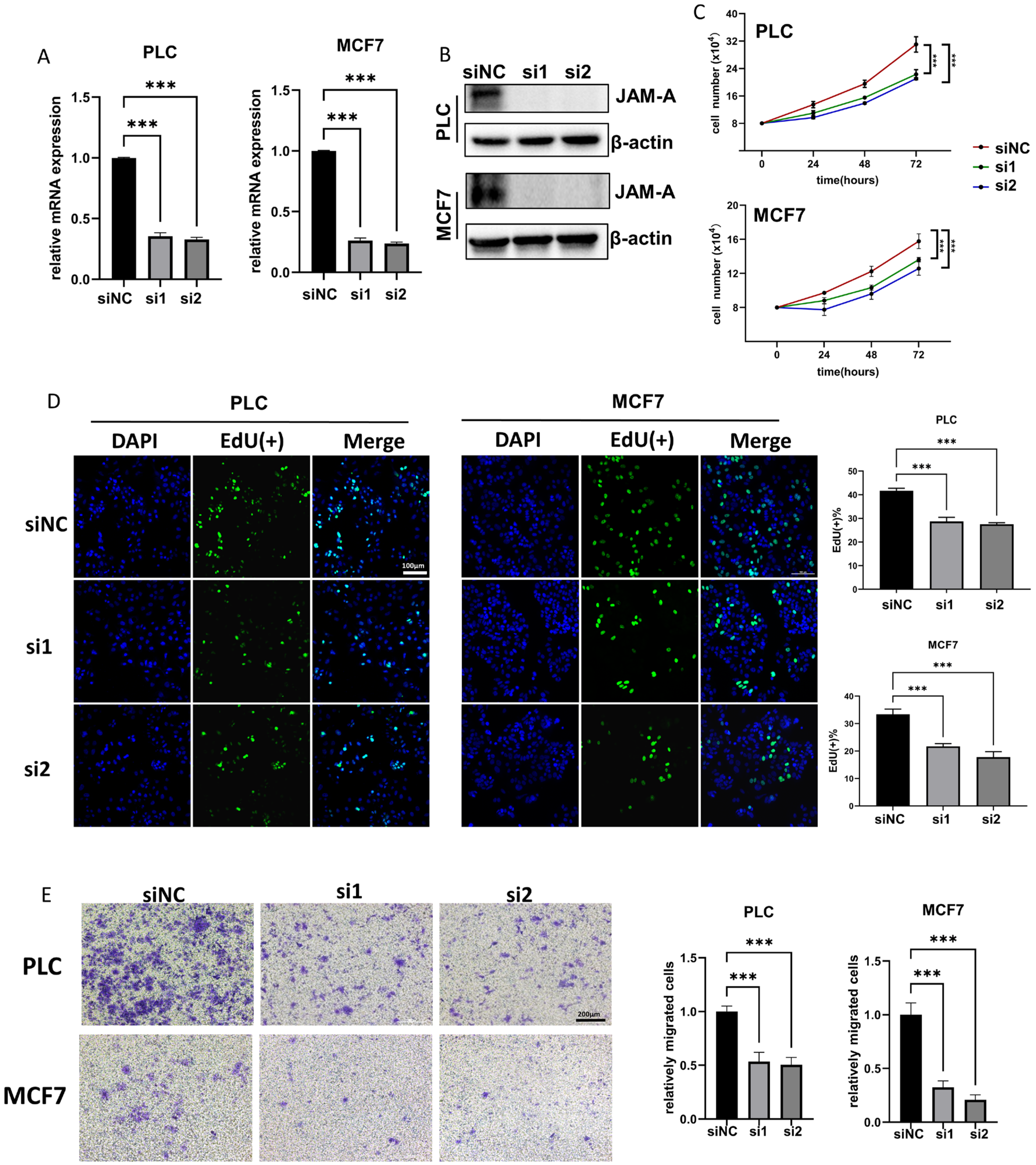 Biomedicines 12 01423 g010