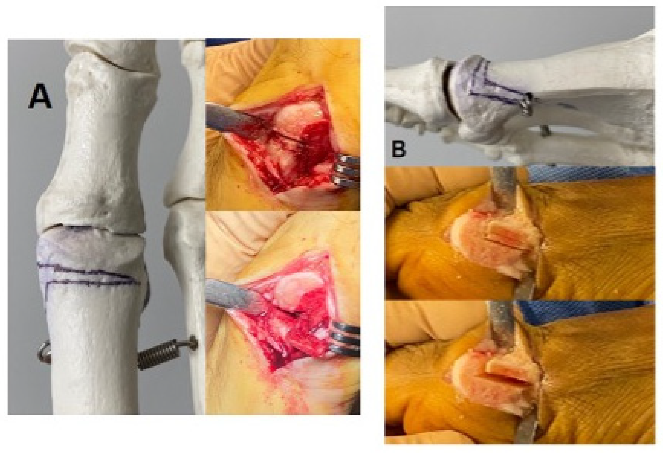 Biomedicines 12 01438 g002