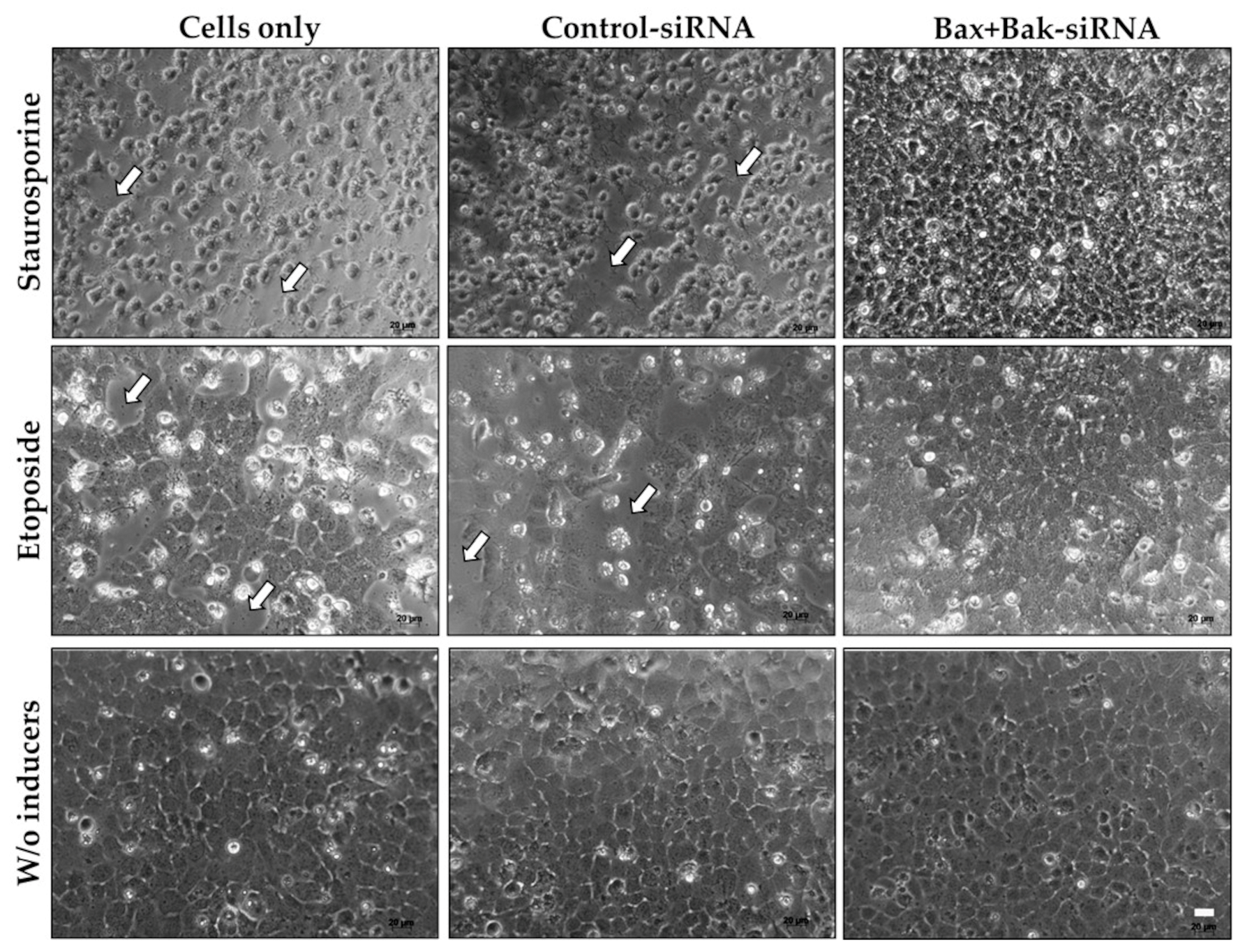 Biomedicines 12 01439 g004 Biomedicines 12 01439 g004