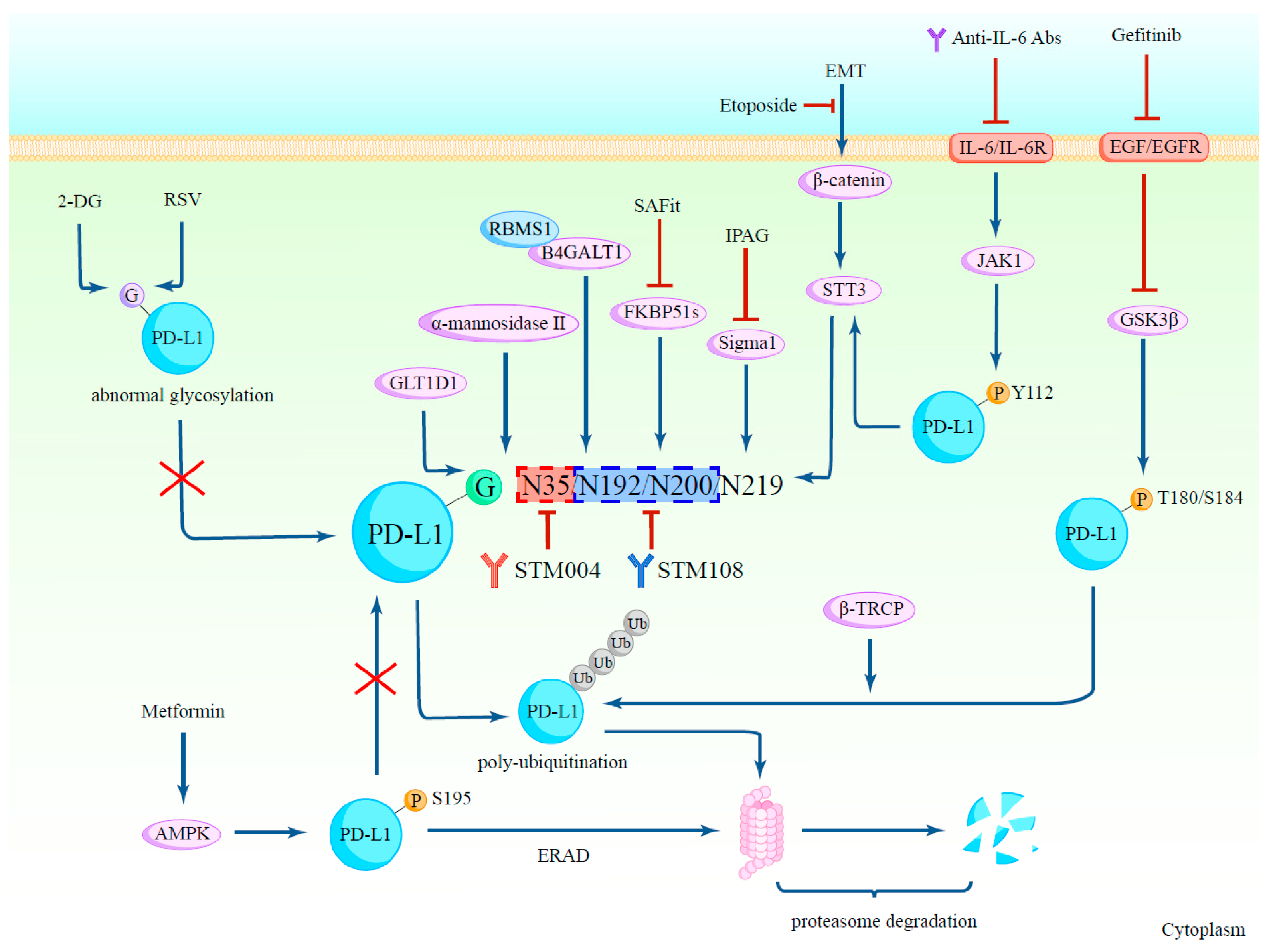 Biomedicines 12 01446 g002