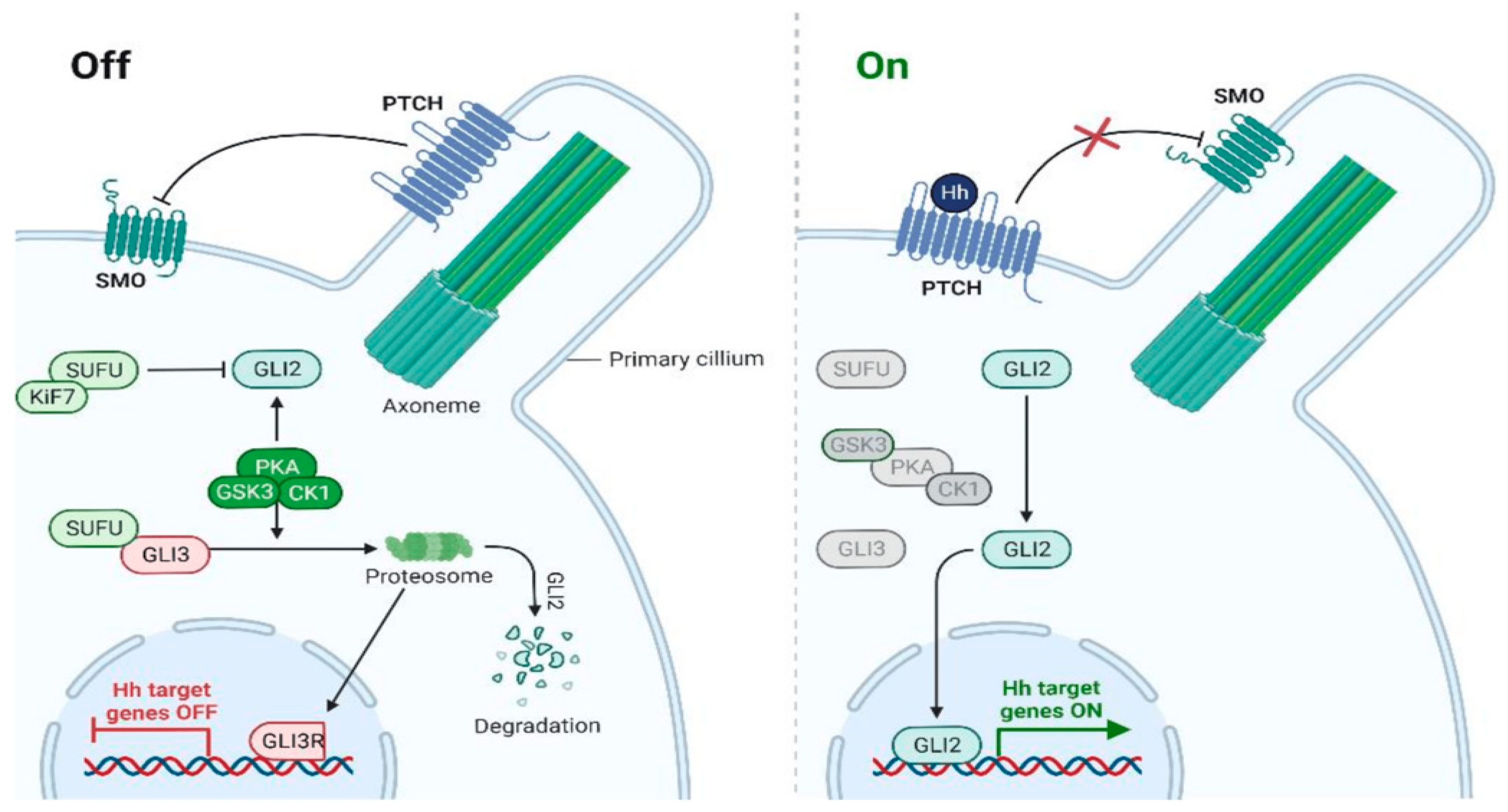 Biomedicines 12 01448 g001