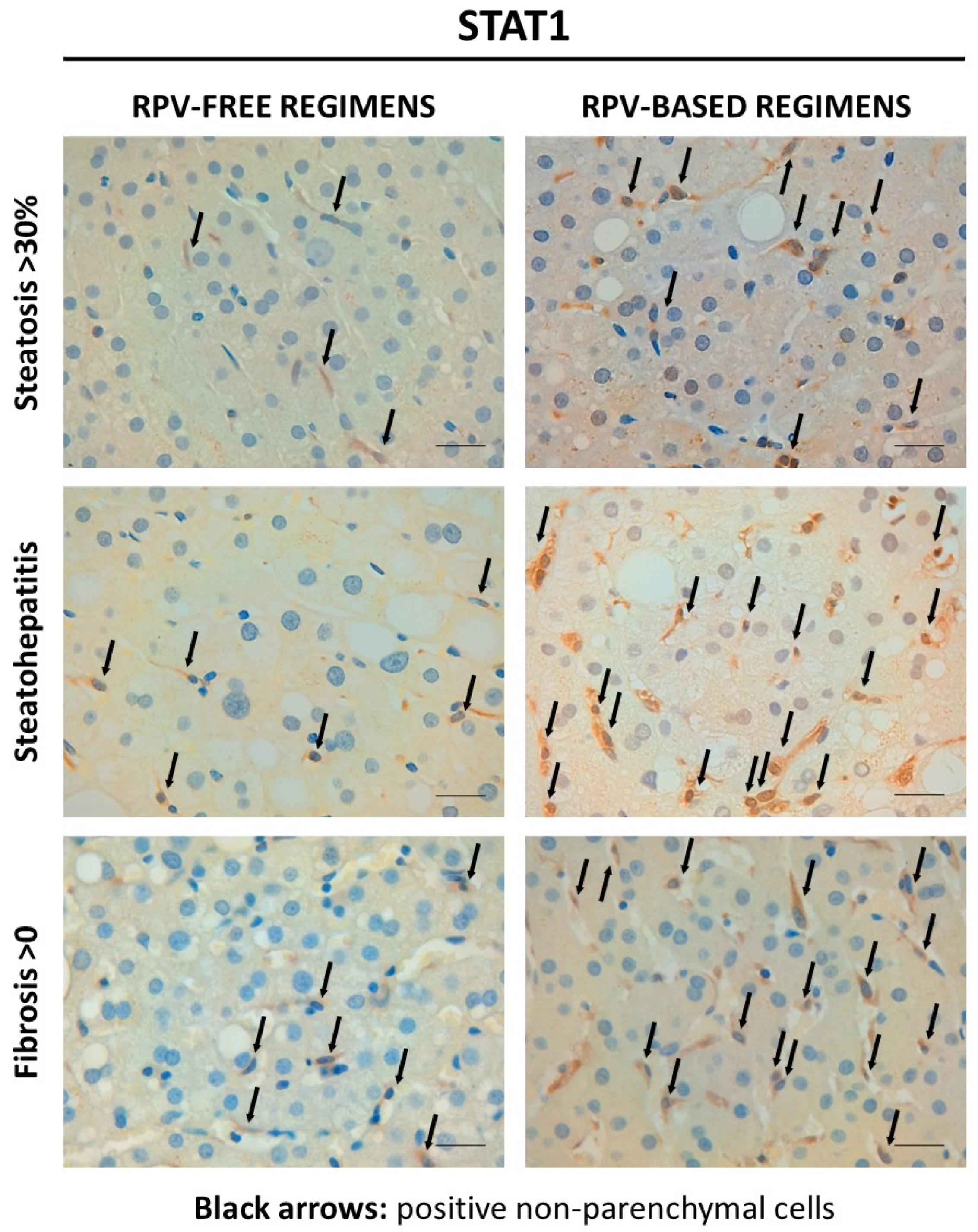 Biomedicines 12 01454 g001