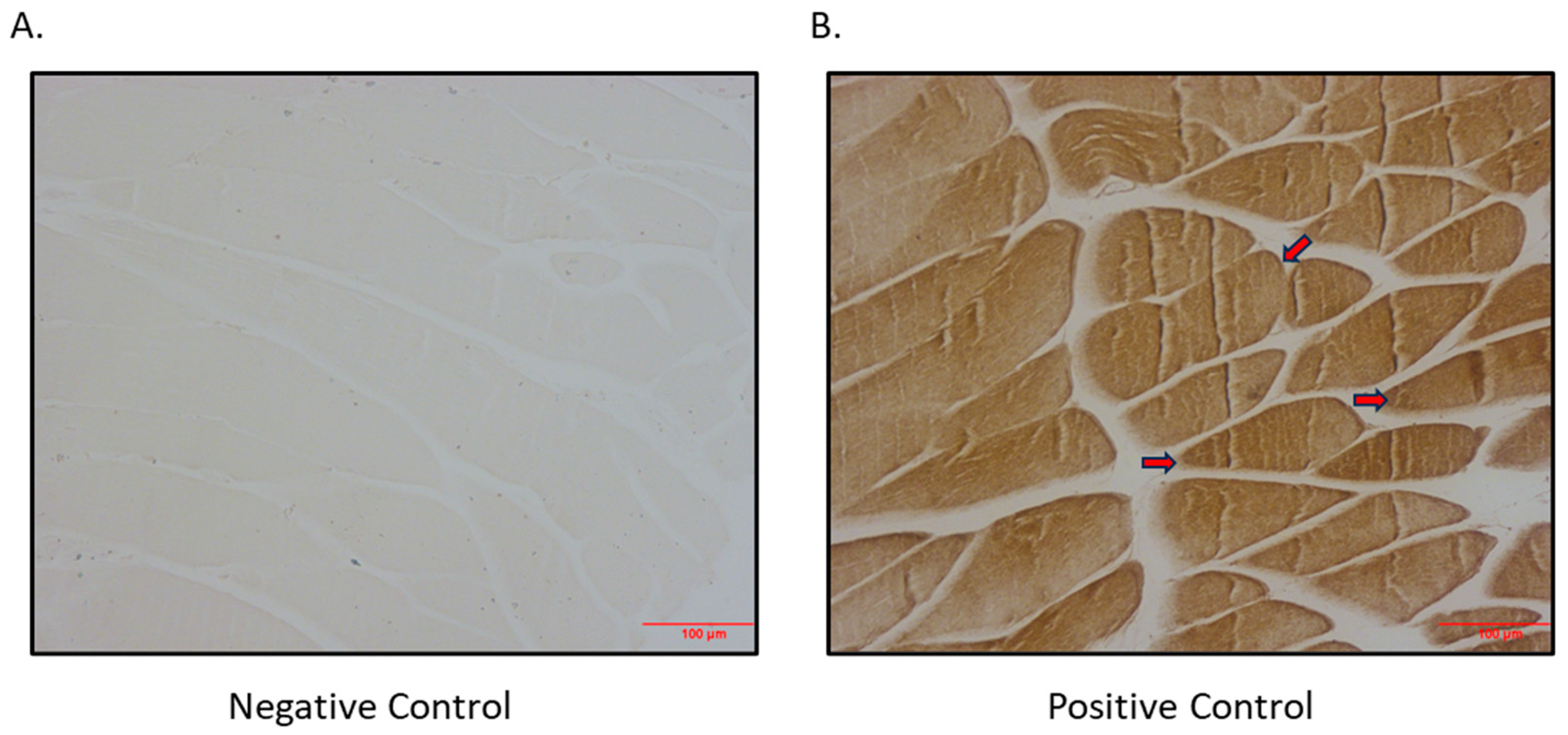Biomedicines 12 01456 g004