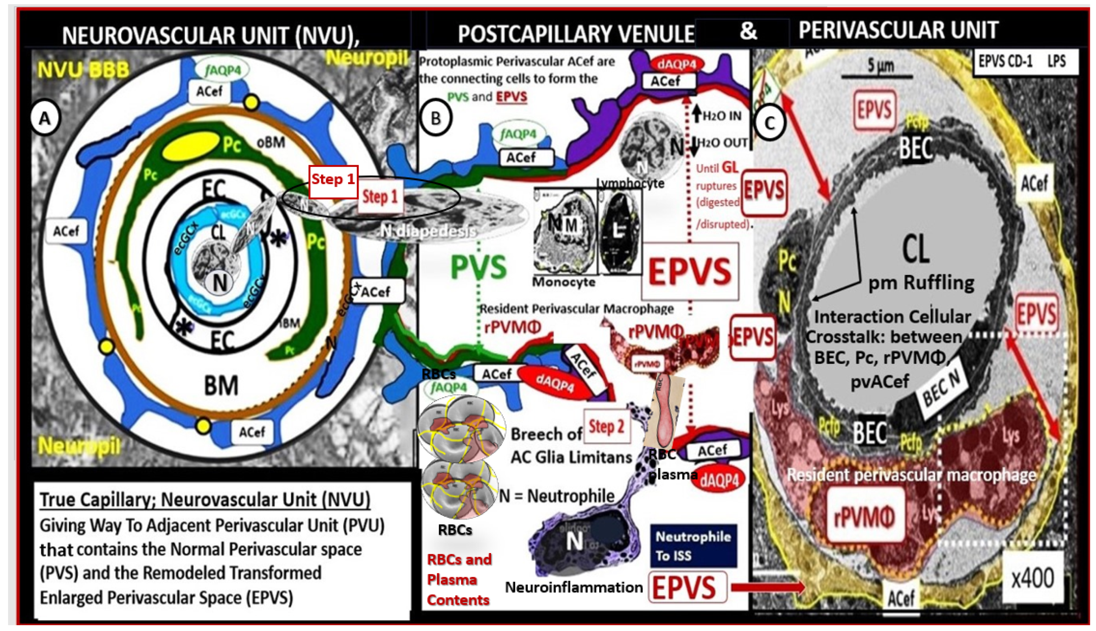 Biomedicines 12 01463 g004