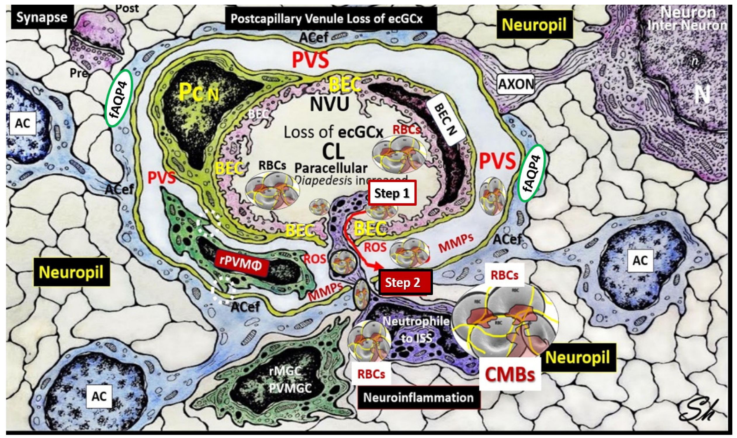 Biomedicines 12 01463 g005