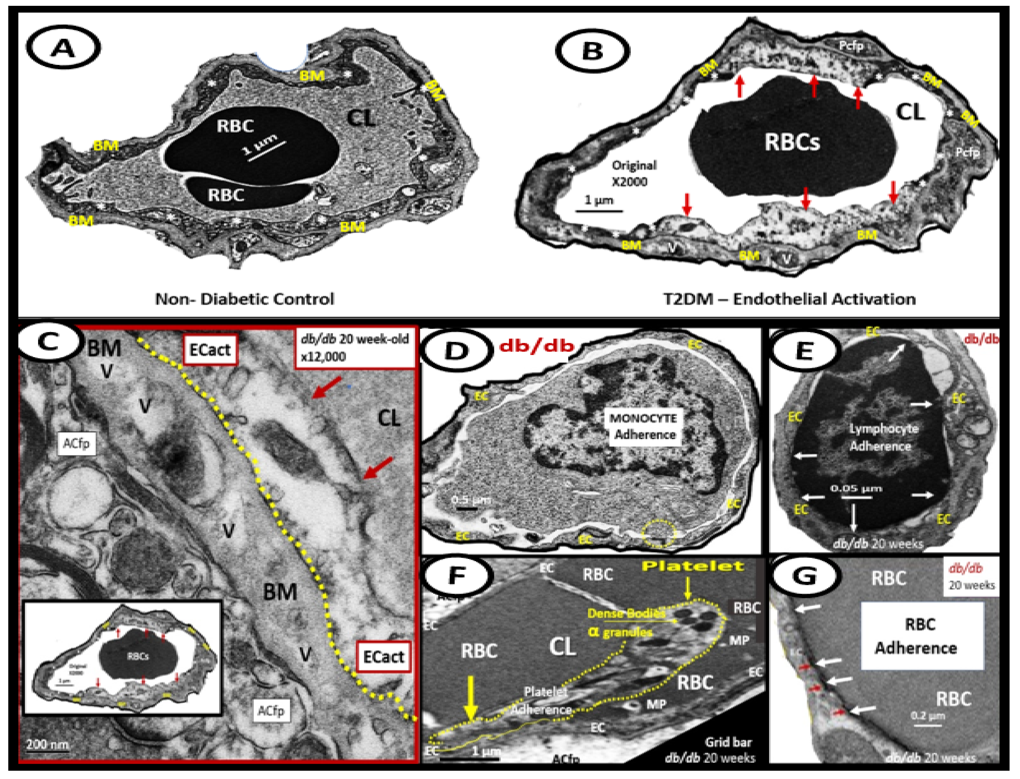Biomedicines 12 01463 g008
