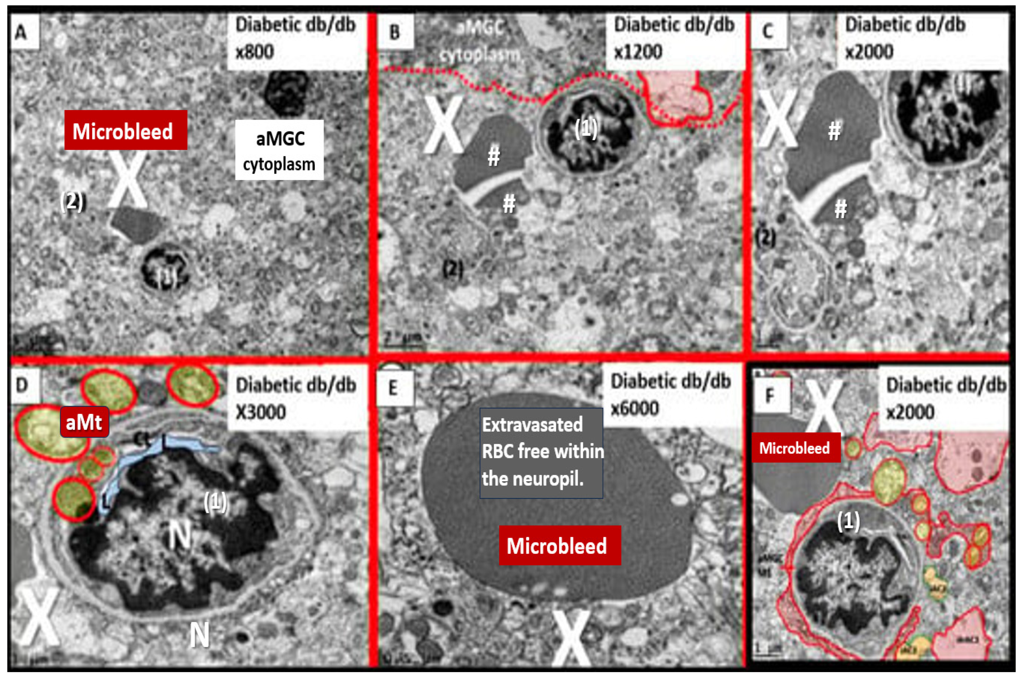 Biomedicines 12 01463 g009