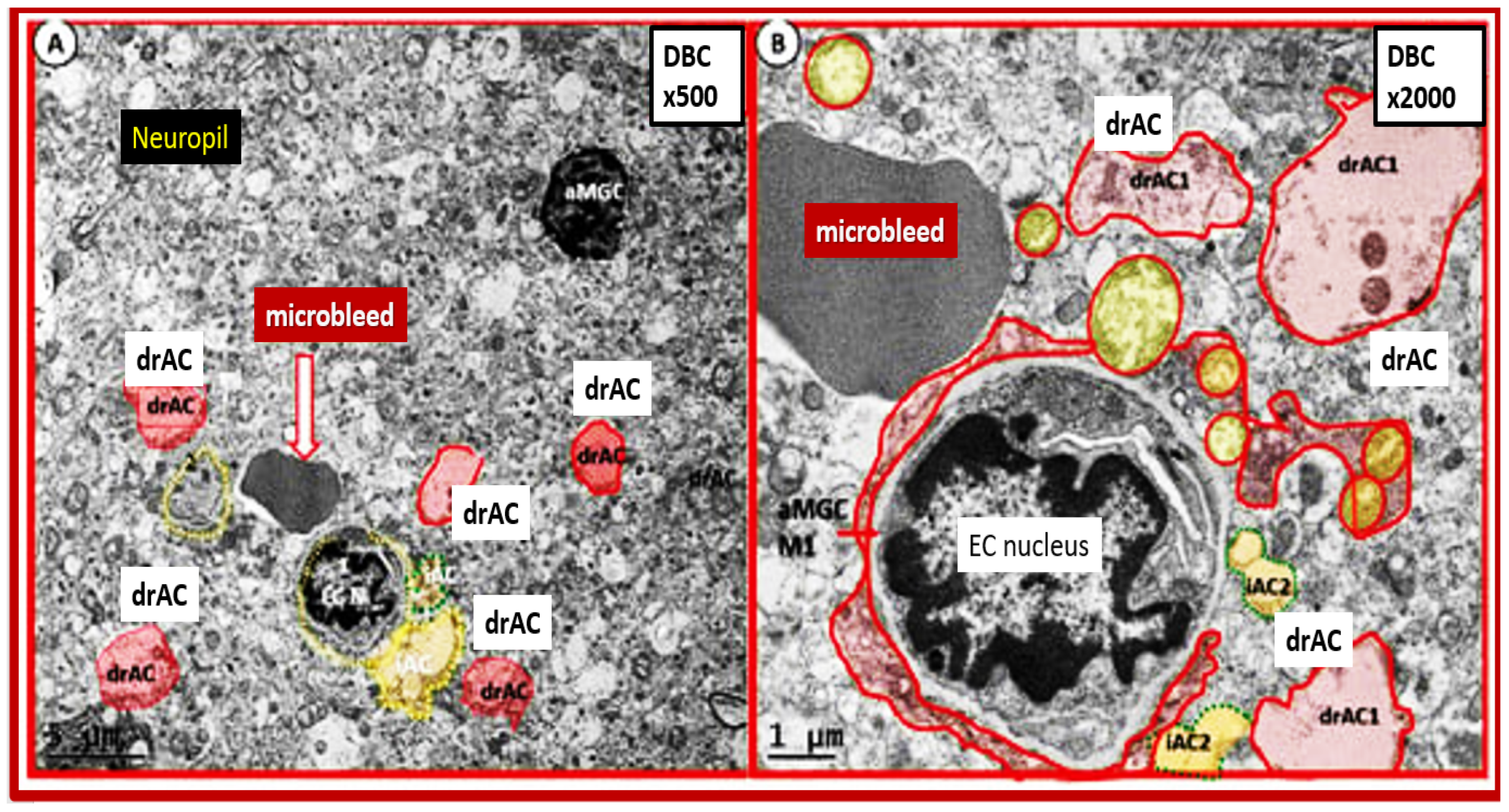 Biomedicines 12 01463 g010