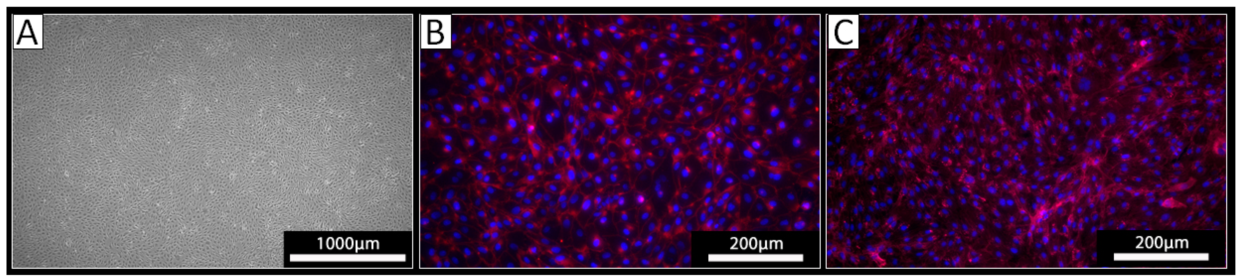 Biomedicines 12 01470 g001