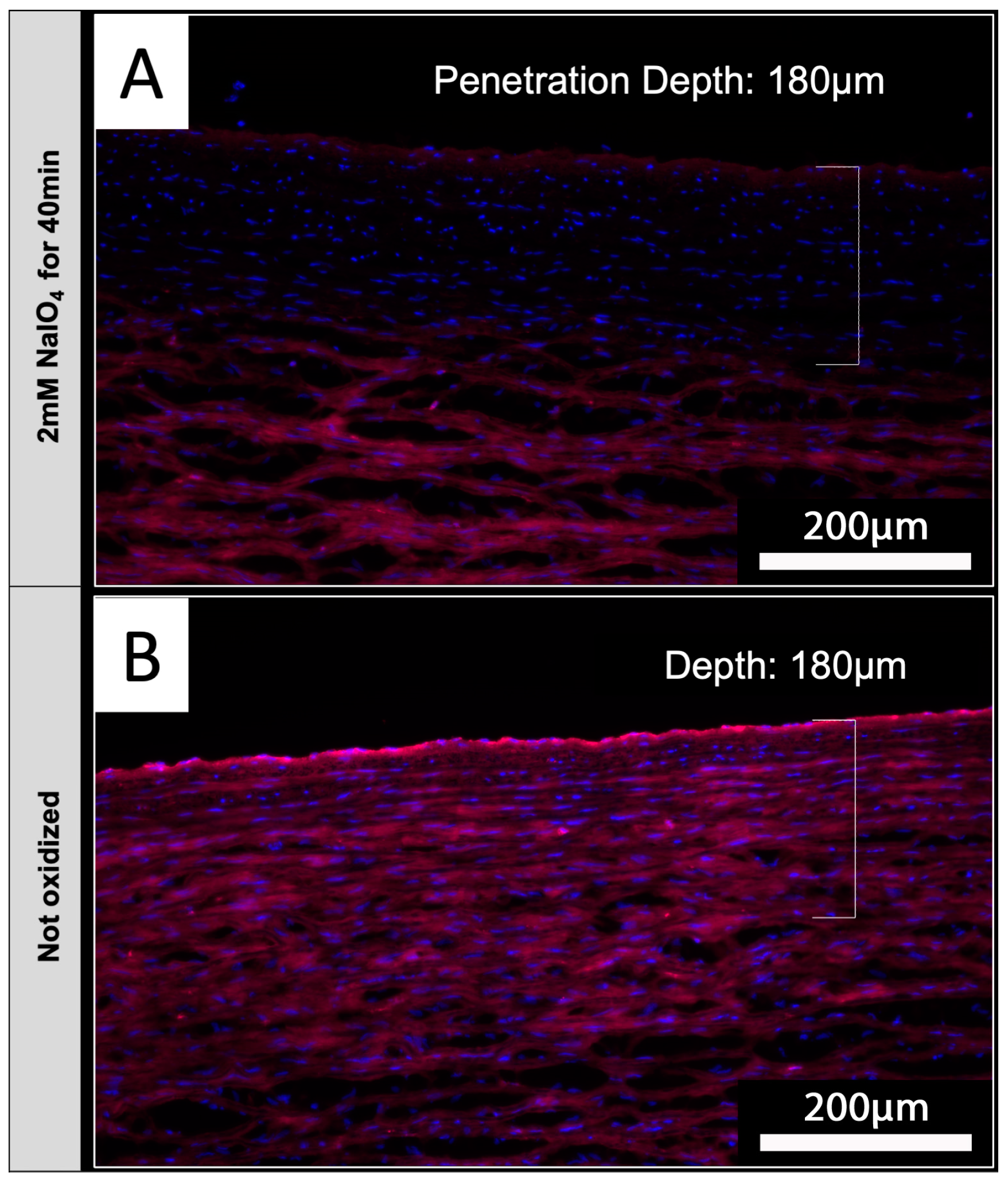 Biomedicines 12 01470 g007