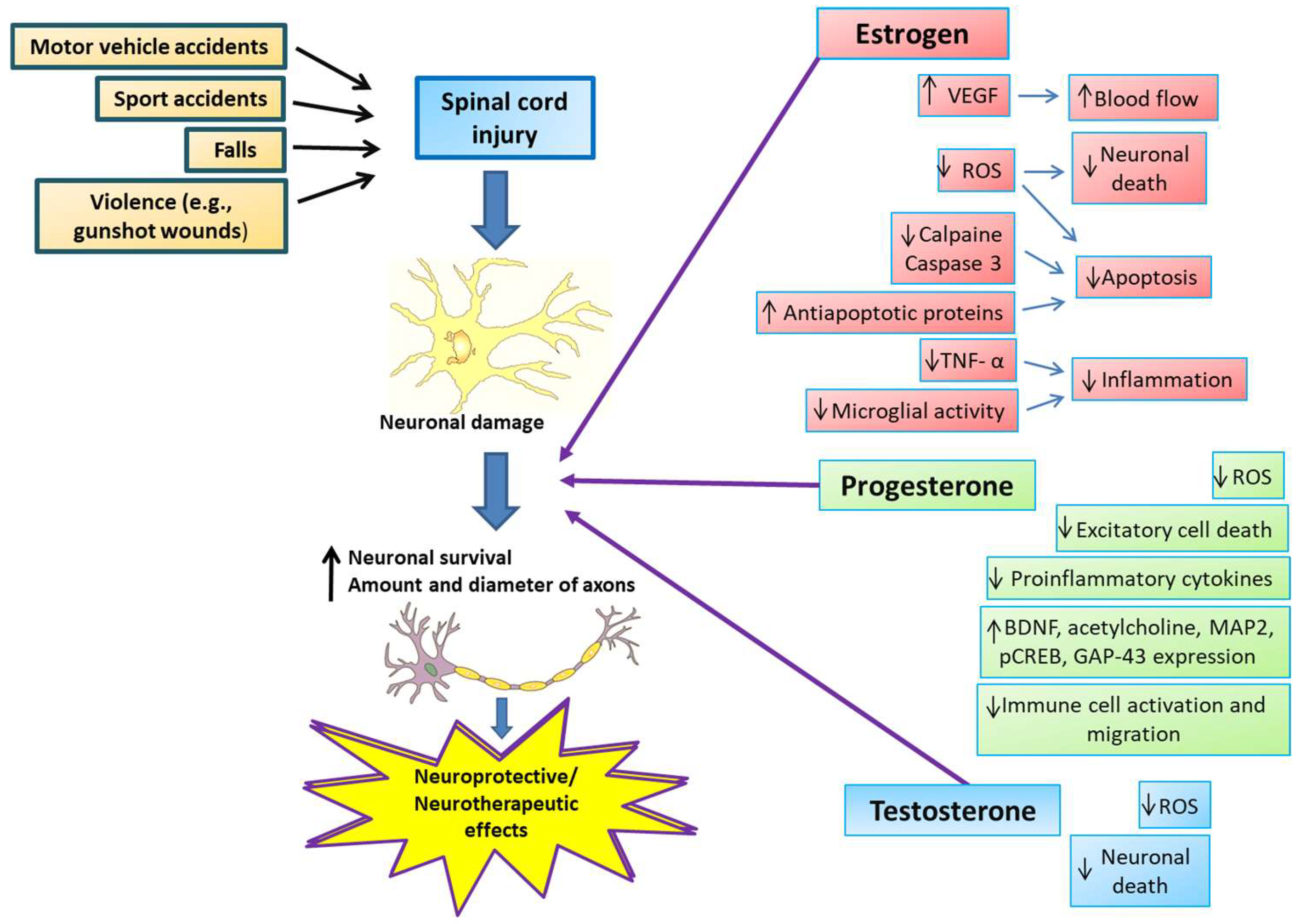 Biomedicines 12 01478 g002