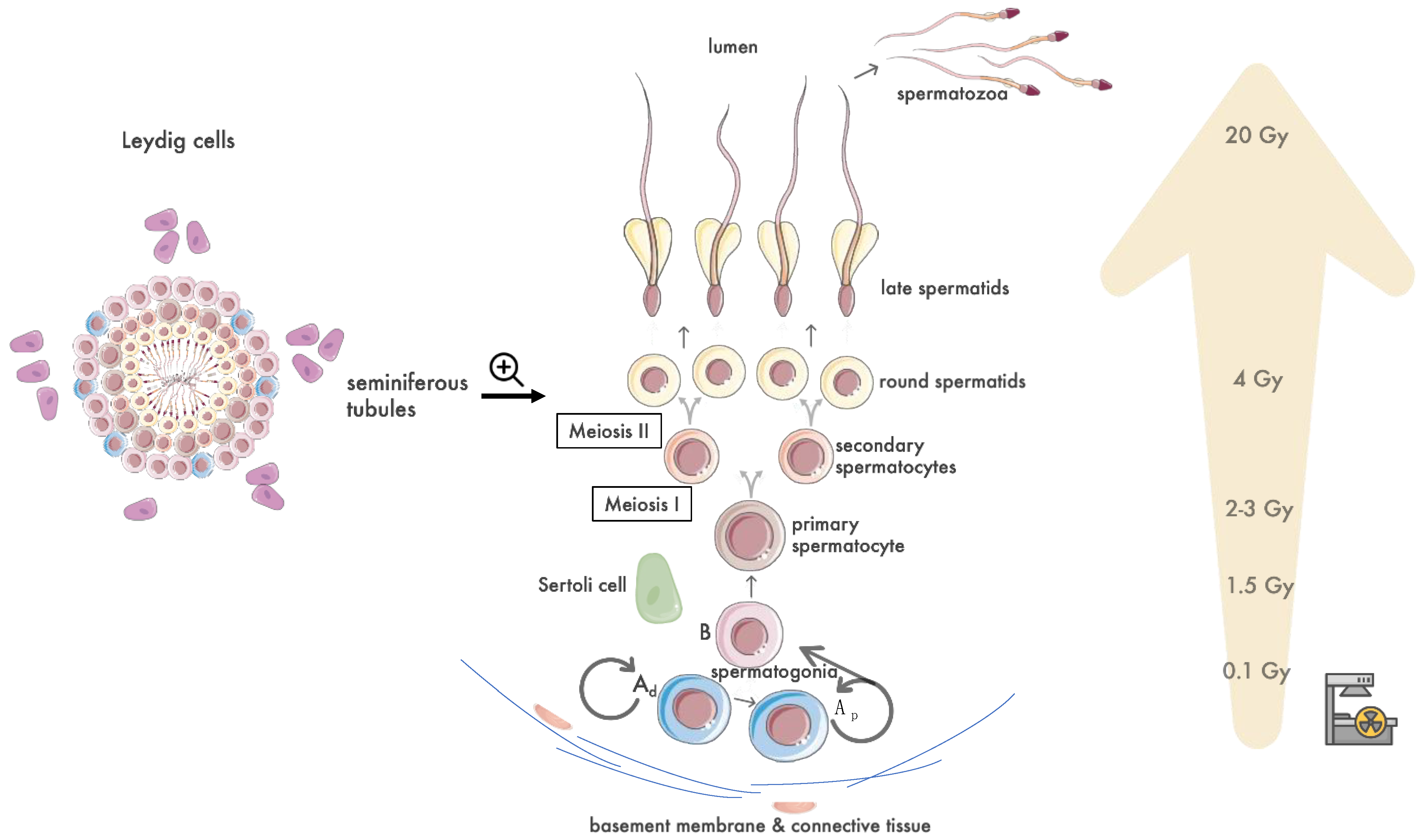 Biomedicines 12 01492 g001 Biomedicines 12 01492 g001