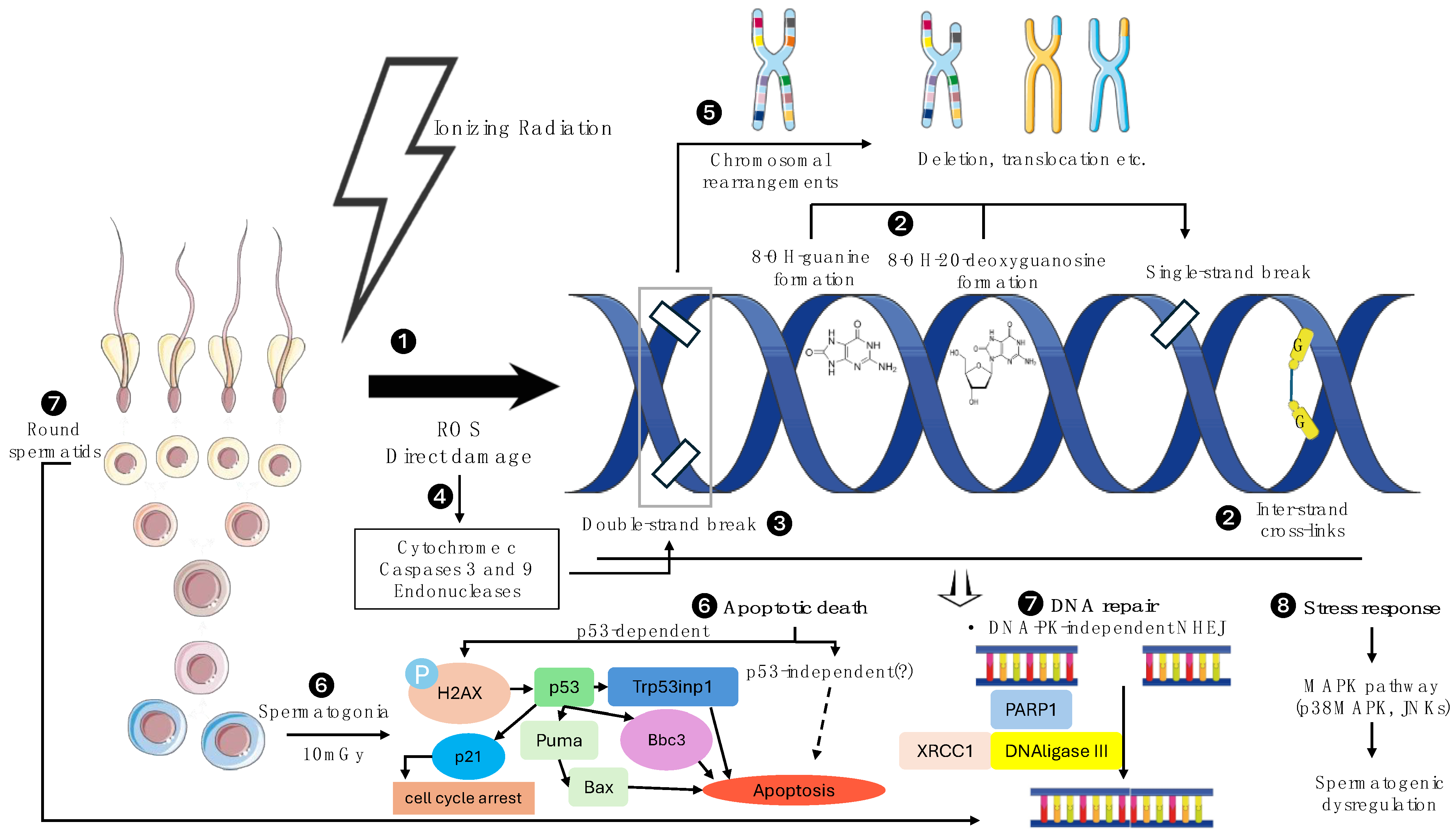 Biomedicines 12 01492 g002 Biomedicines 12 01492 g002