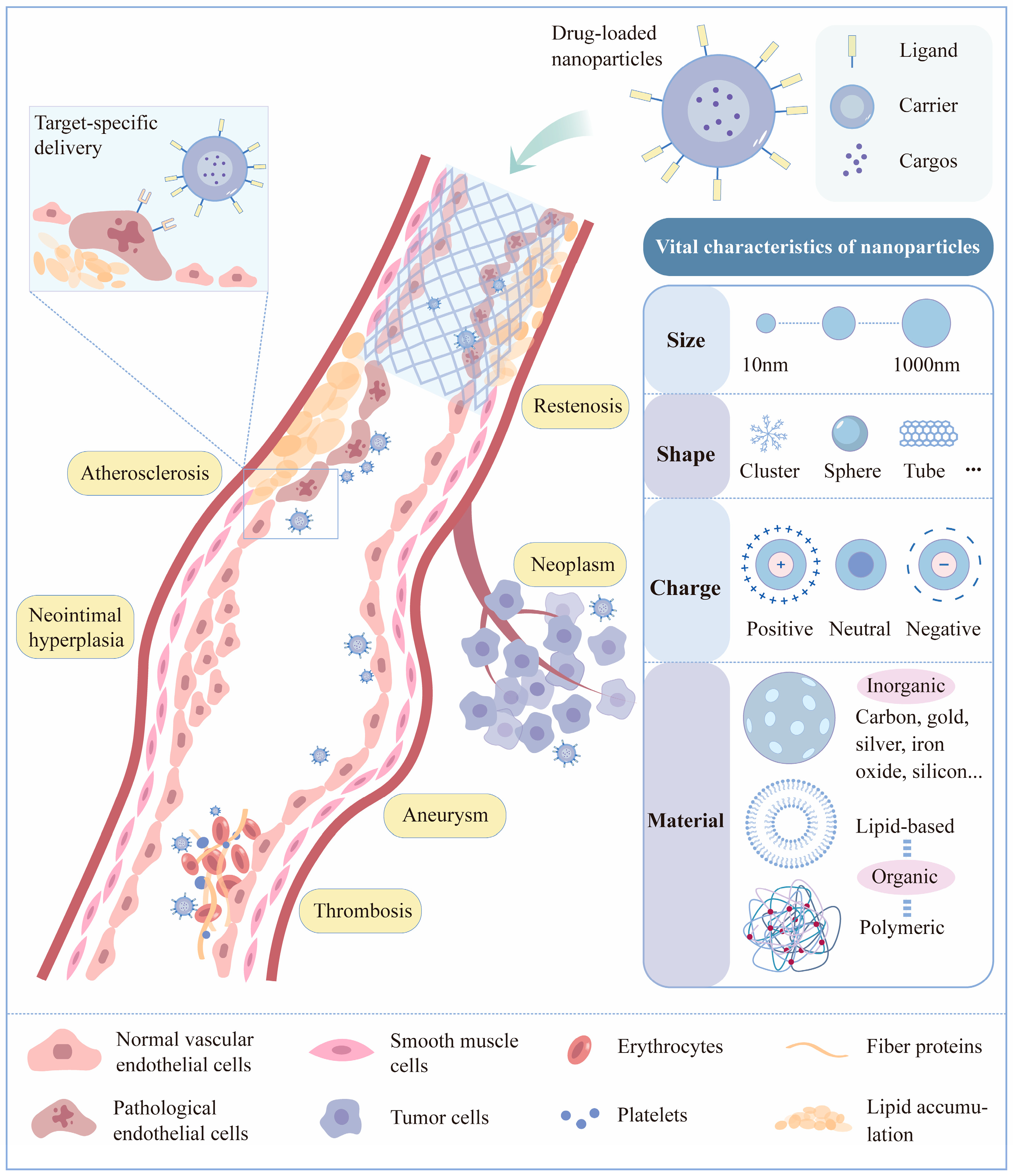 Biomedicines 12 01504 g001