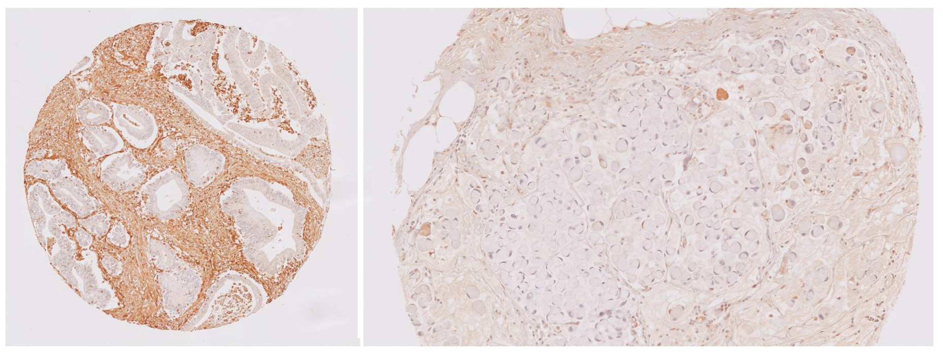 Biomedicines 12 01508 g003