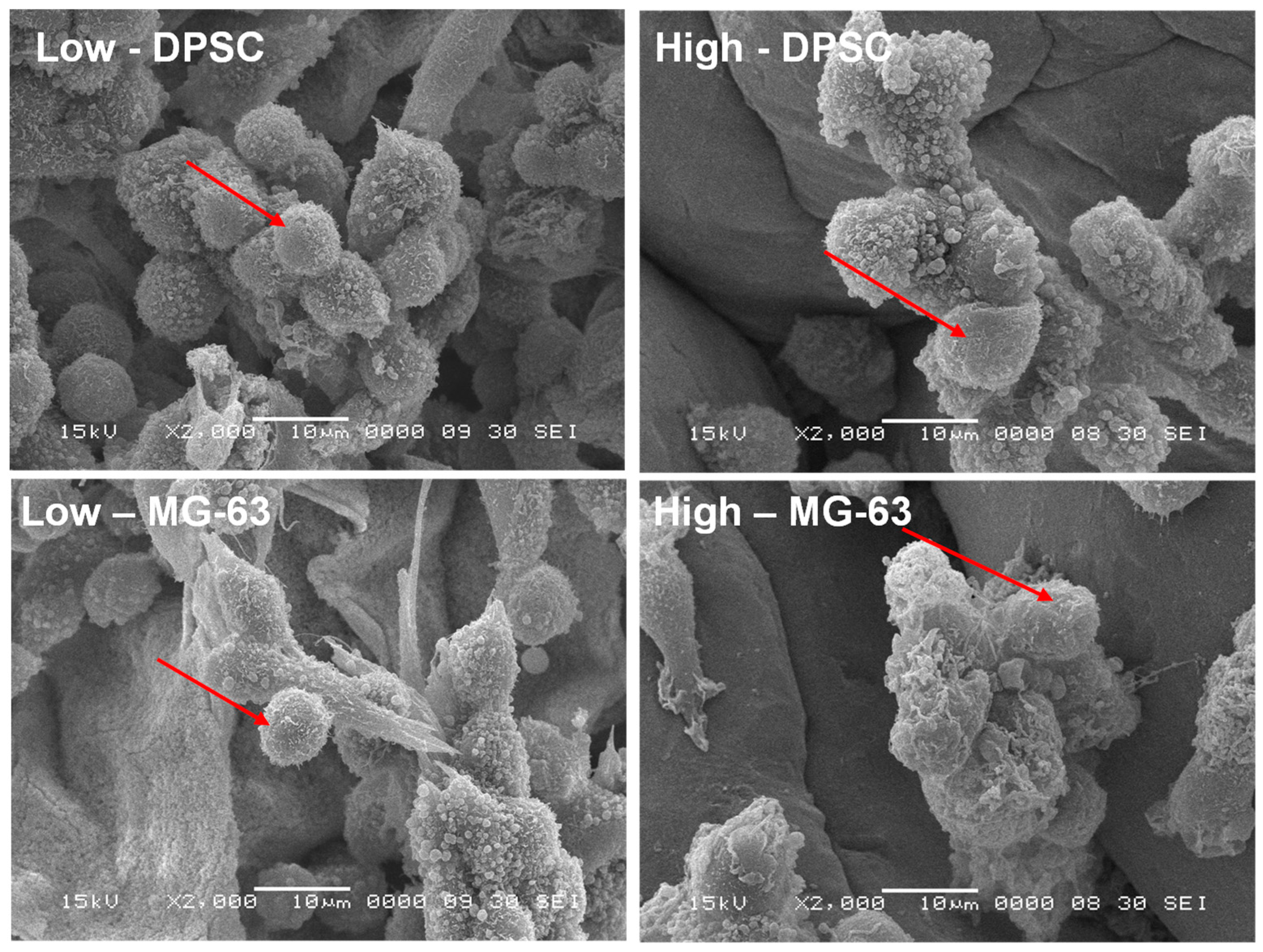 Biomedicines 12 01510 g005