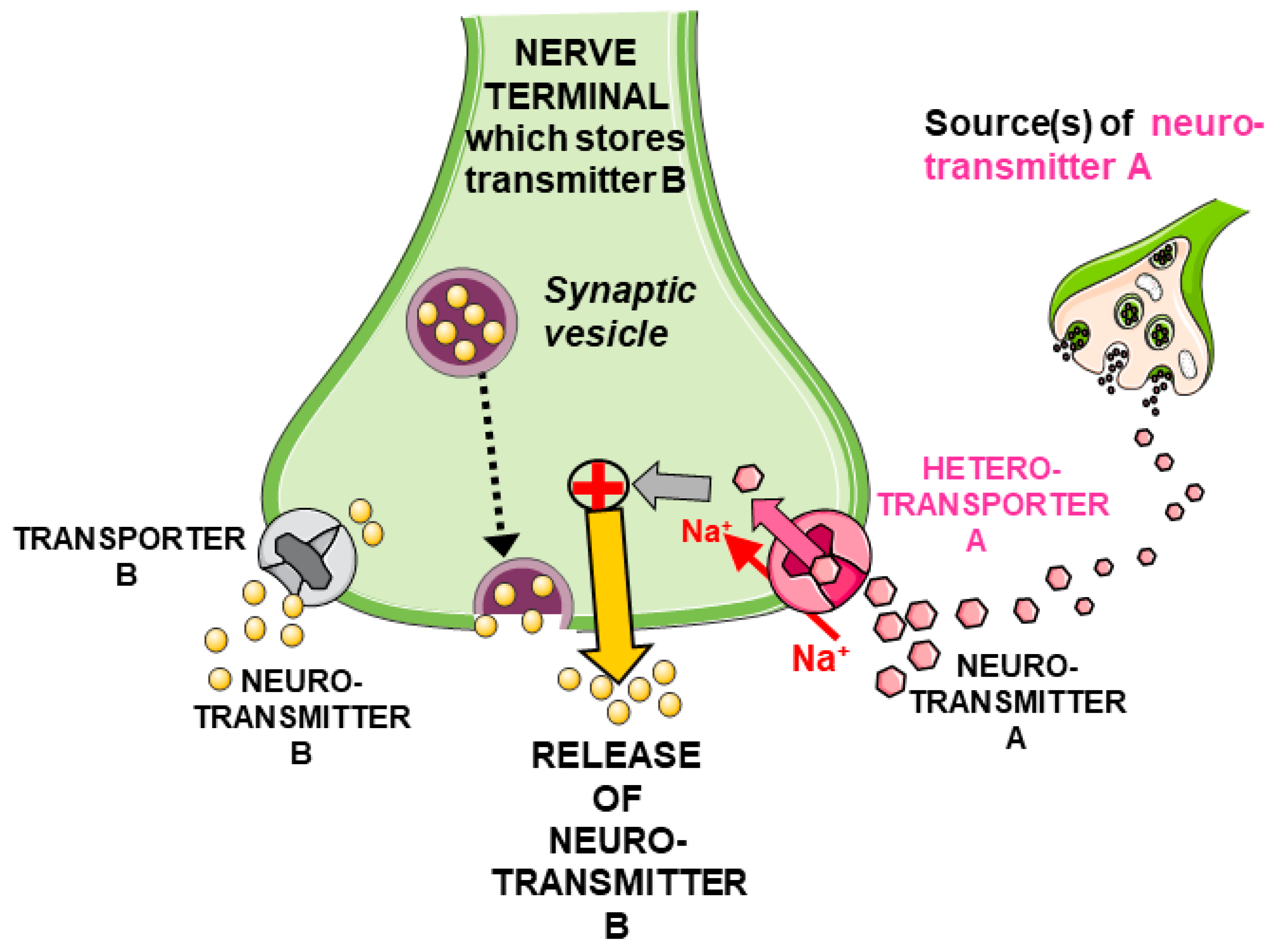 Biomedicines 12 01518 g001