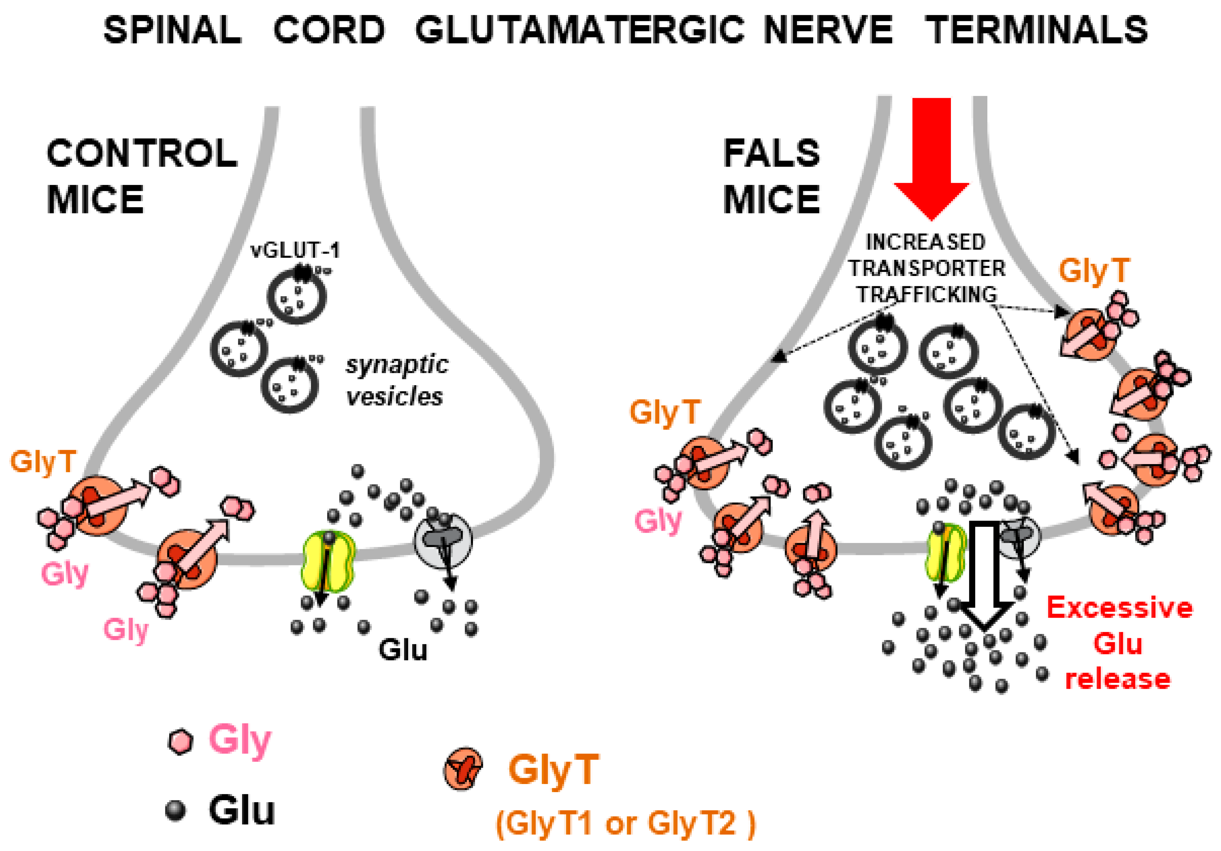 Biomedicines 12 01518 g003