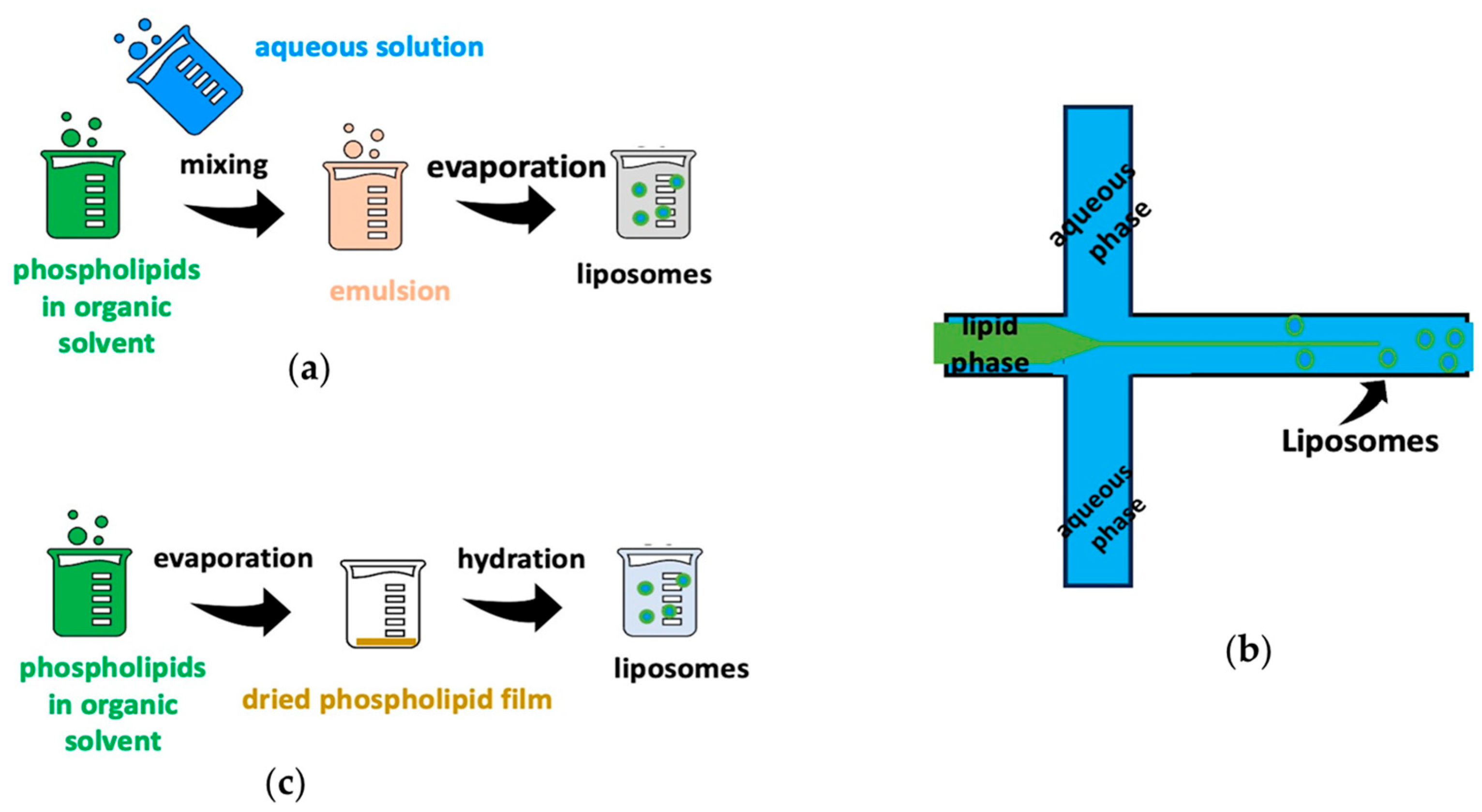 Biomedicines 12 01519 g002