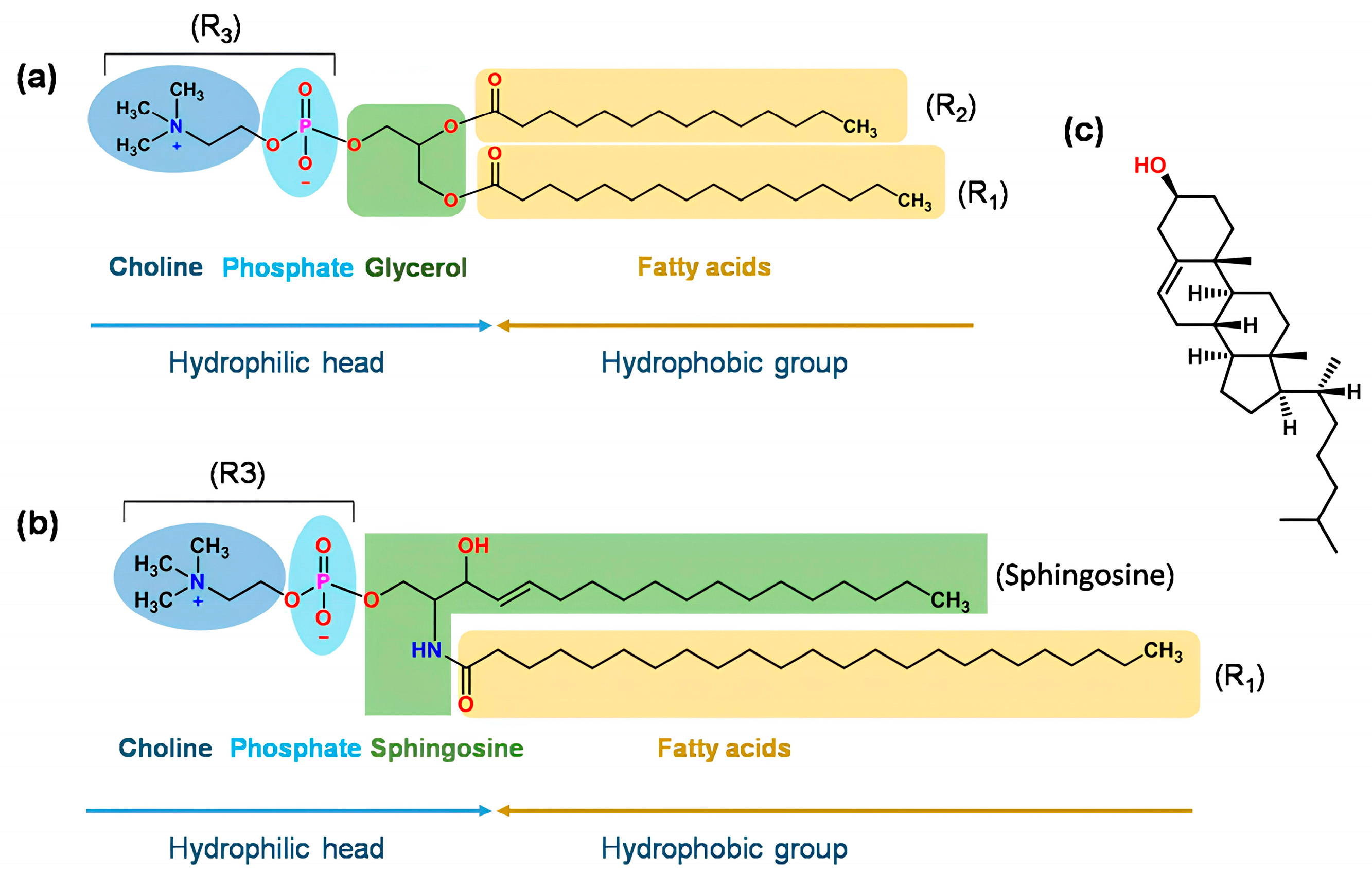Biomedicines 12 01519 g003