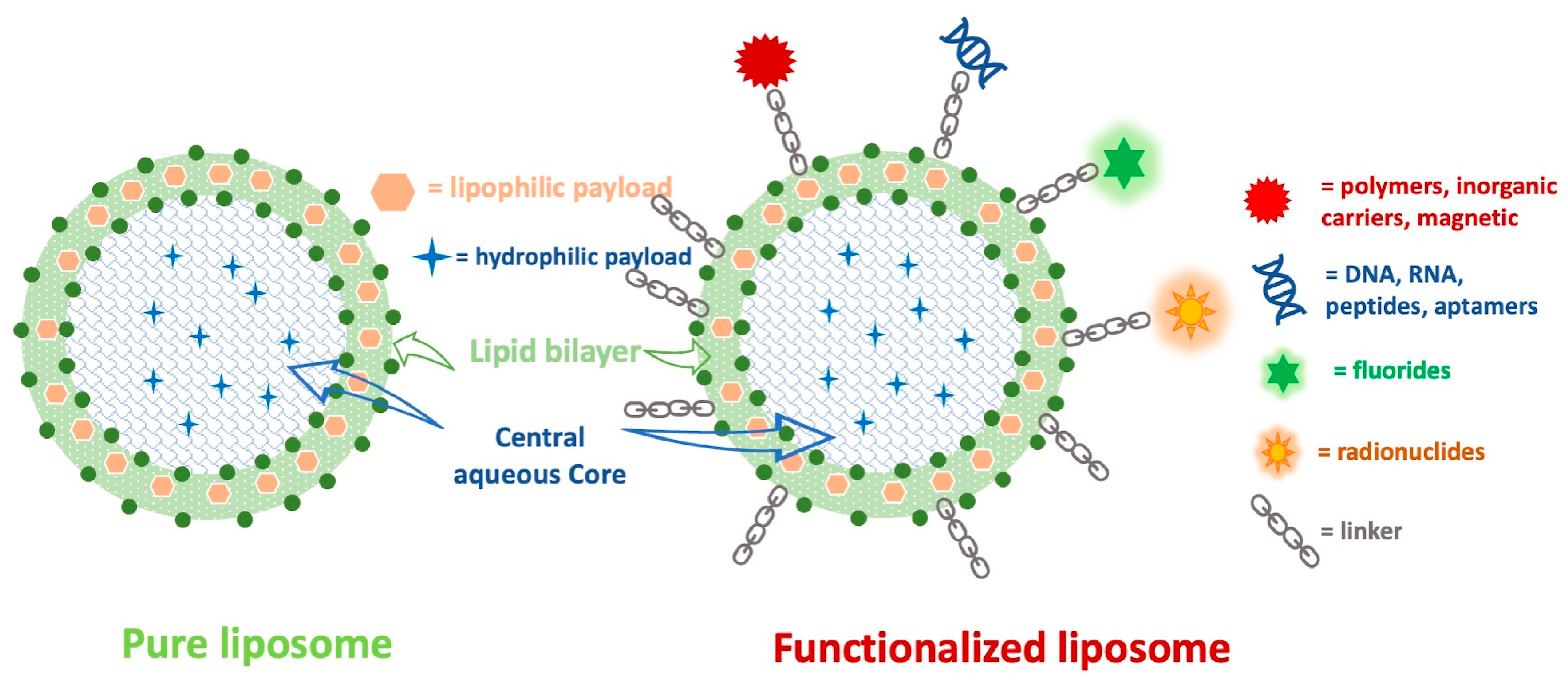 Biomedicines 12 01519 g004