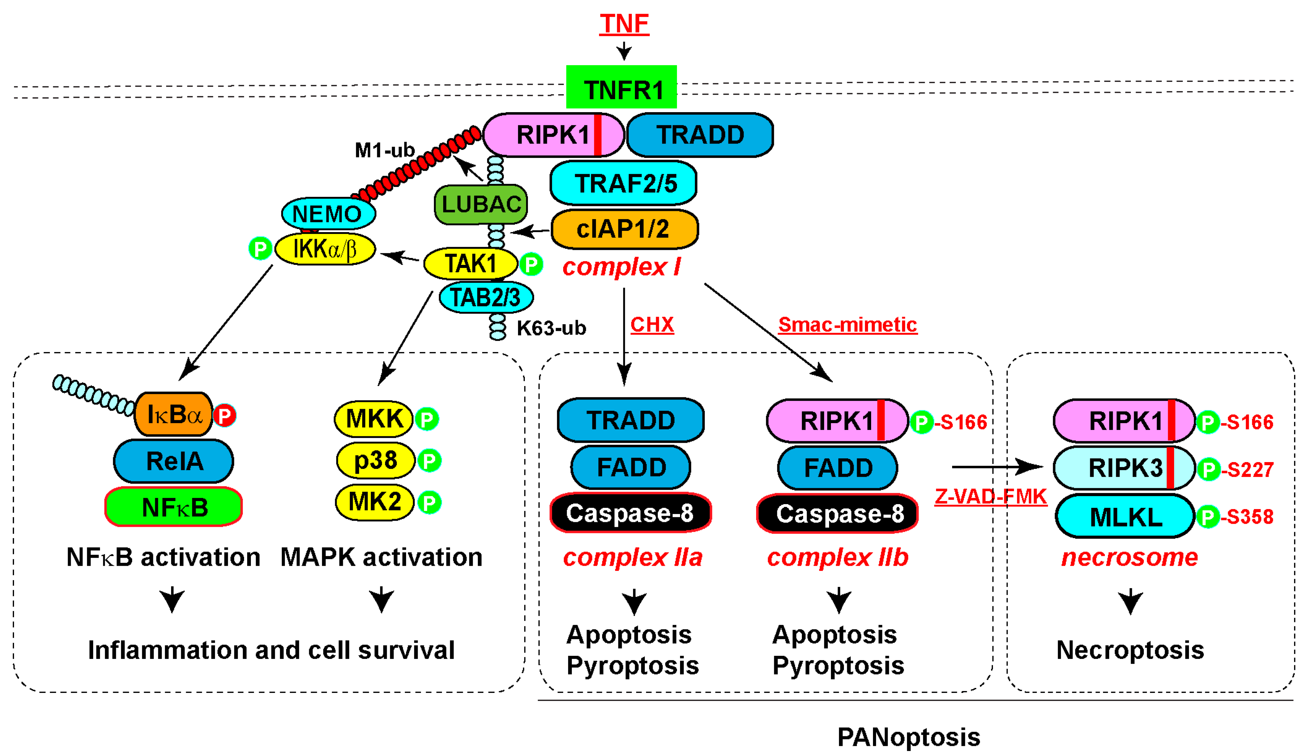 Biomedicines 12 01525 g002 Biomedicines 12 01525 g002