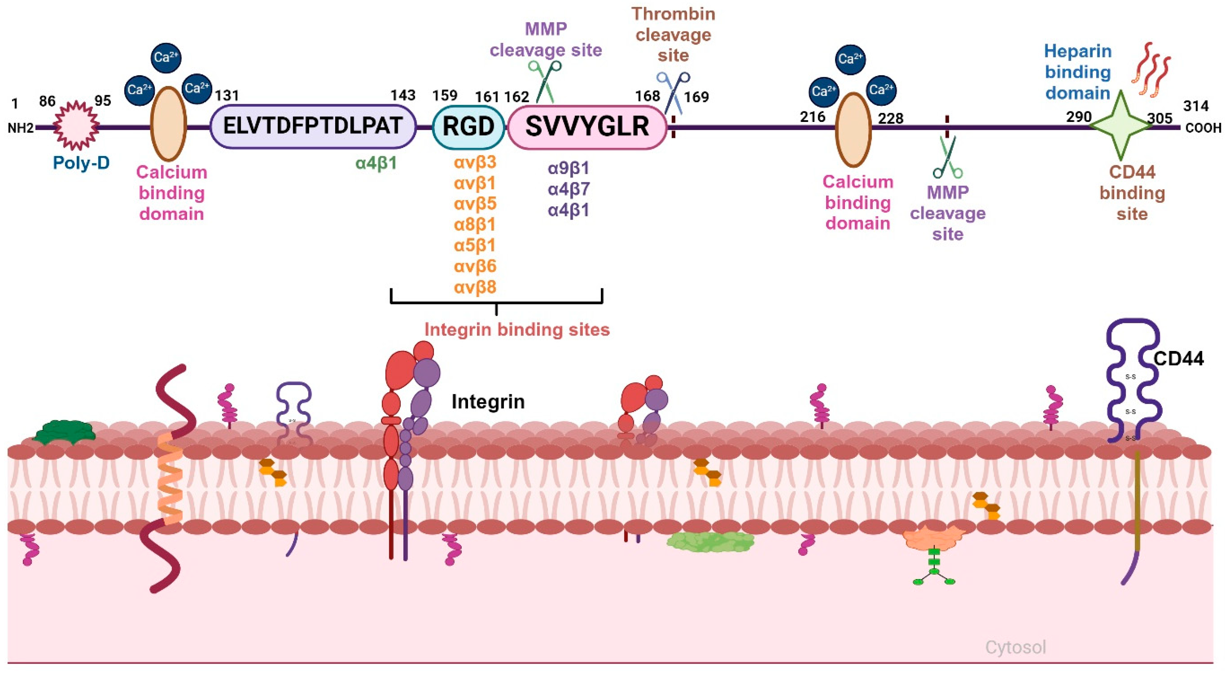 Biomedicines 12 01527 g001