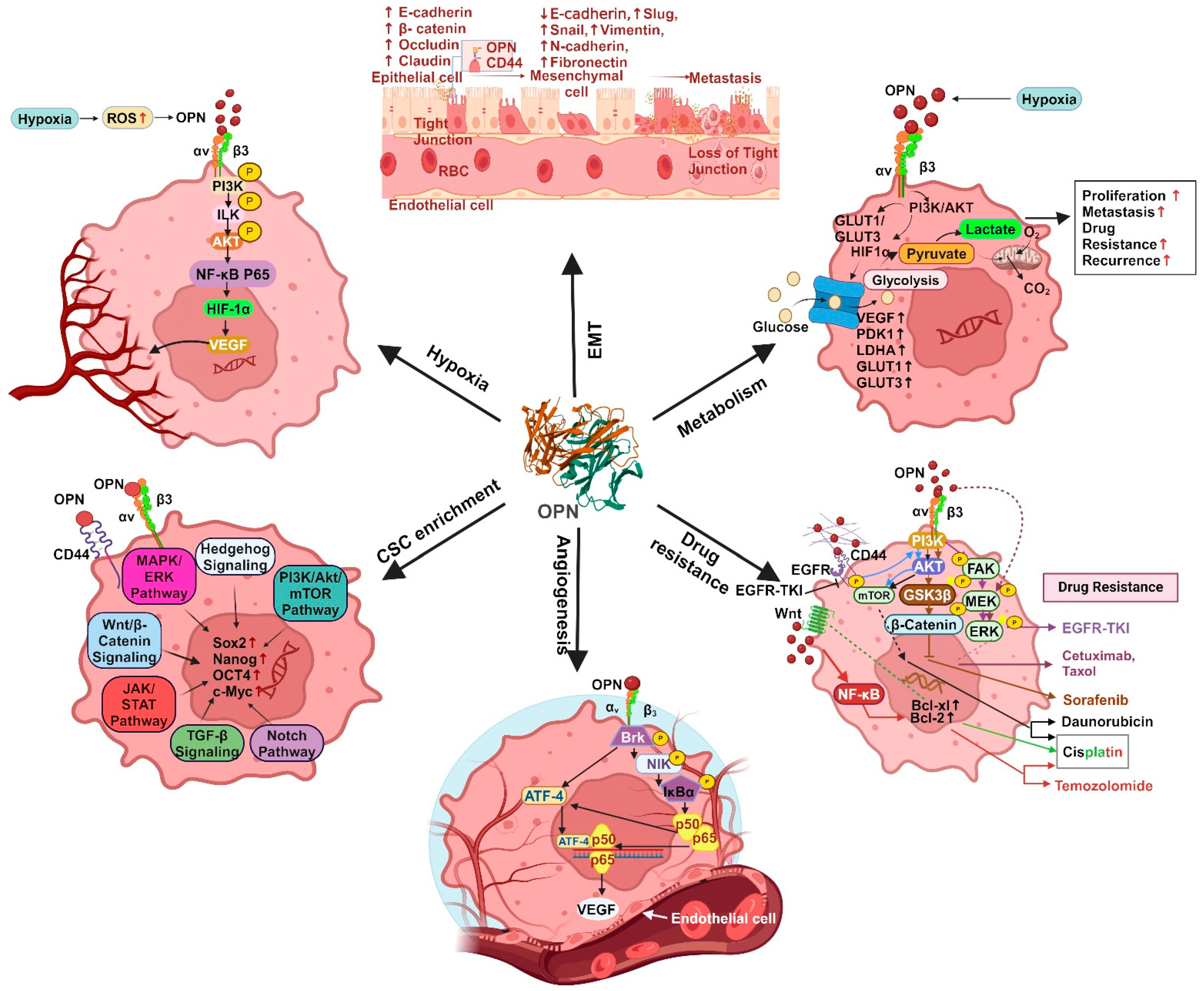 Biomedicines 12 01527 g004