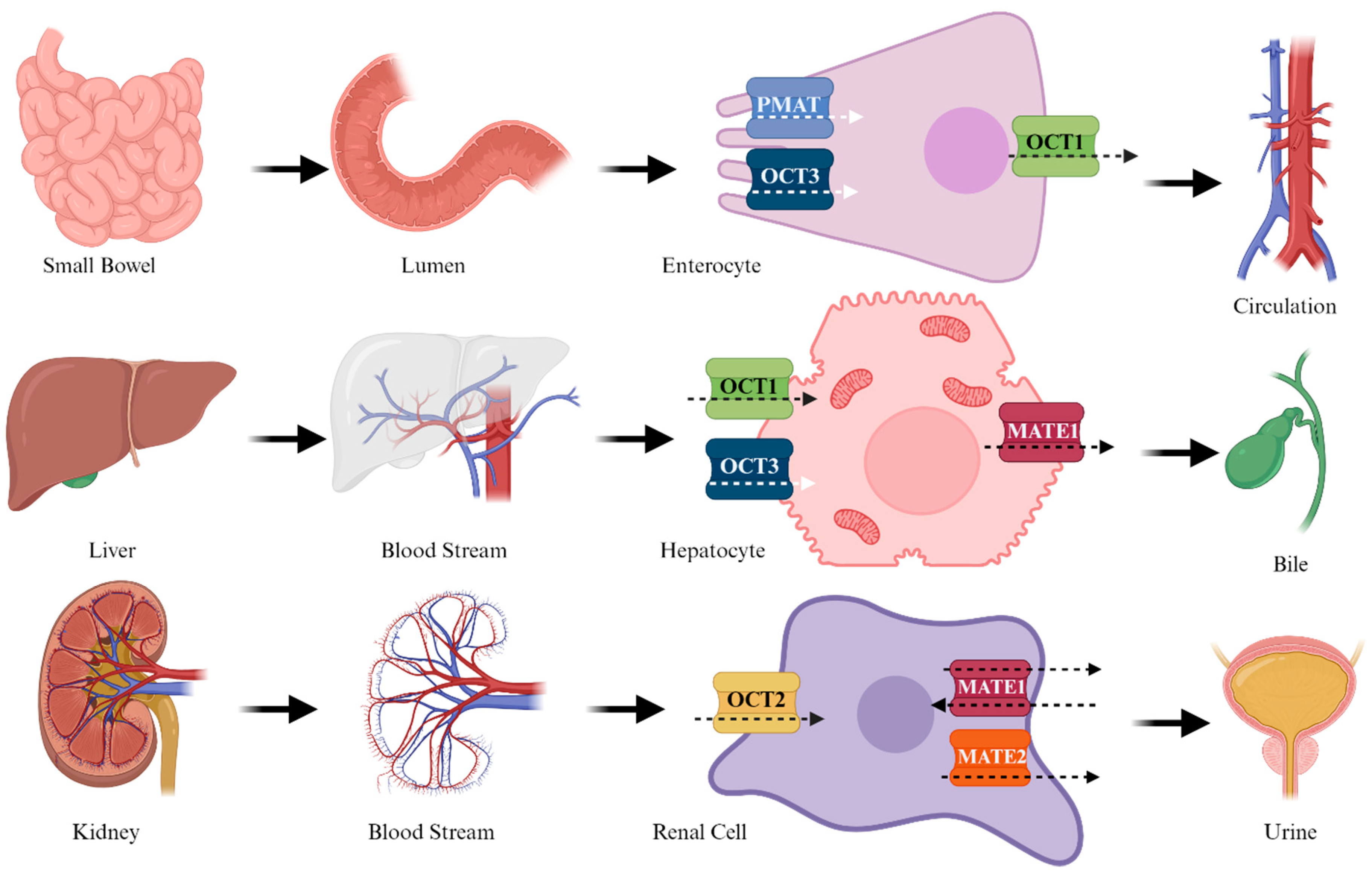 Biomedicines 12 01534 g003