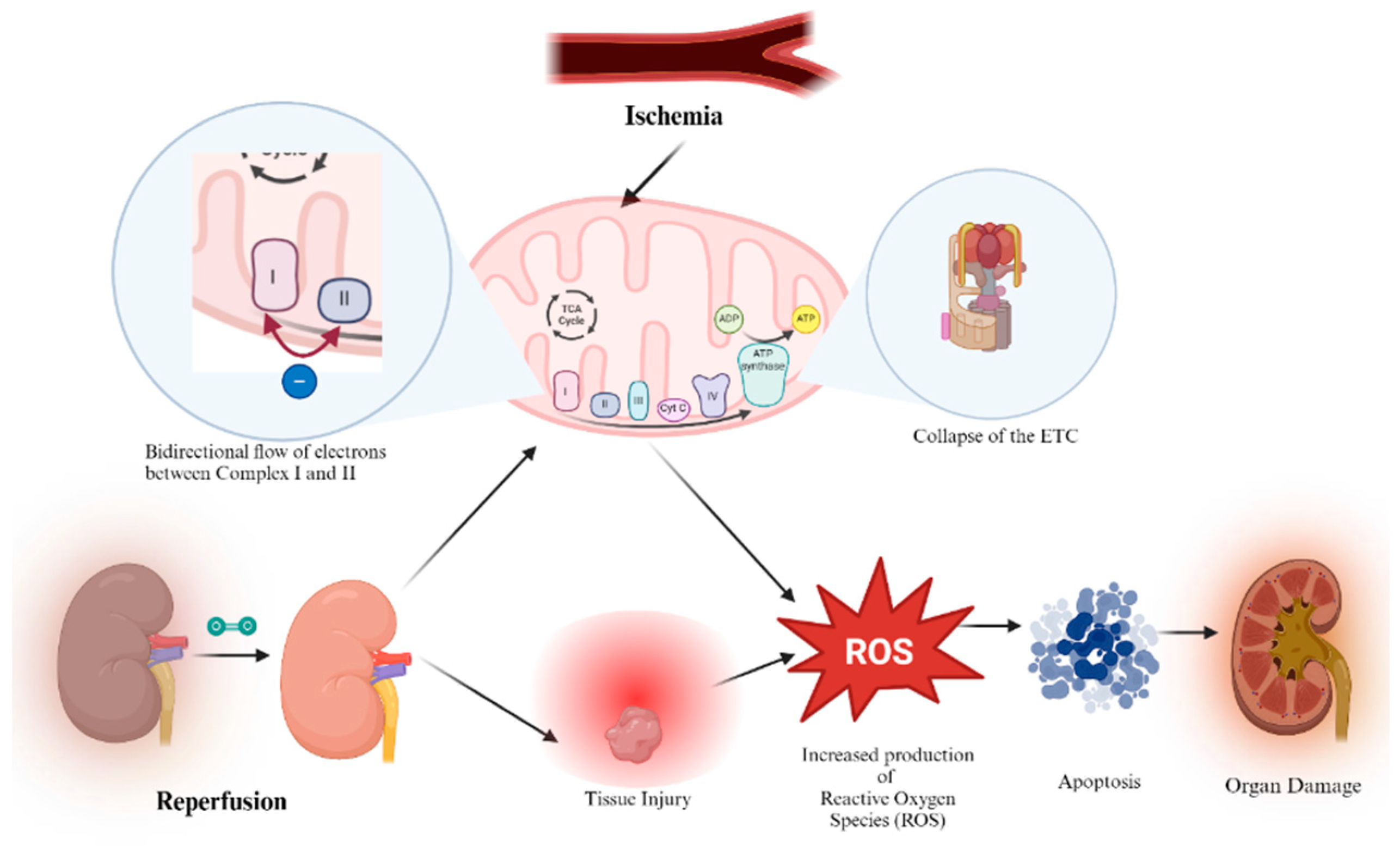 Biomedicines 12 01534 g004