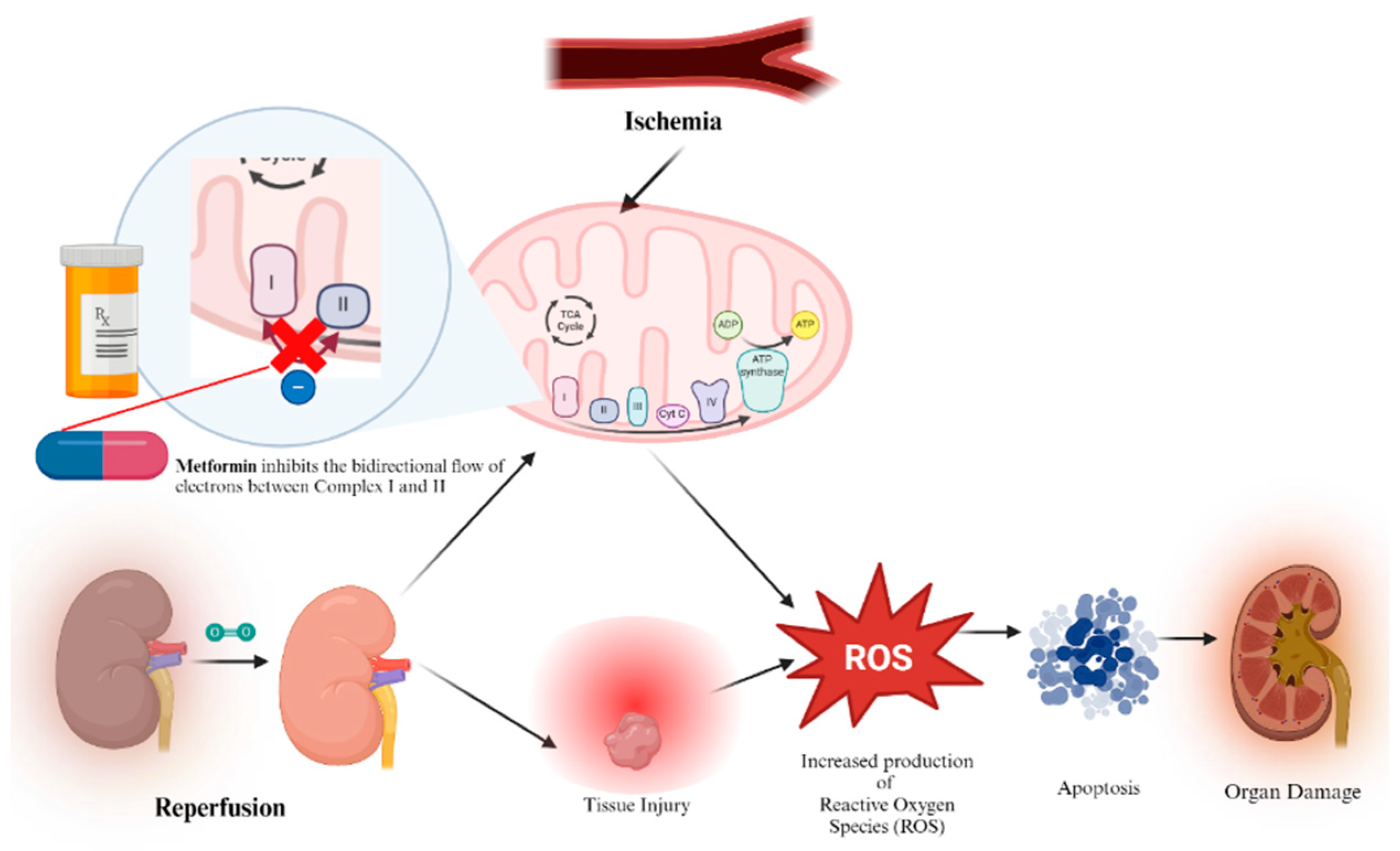 Biomedicines 12 01534 g005