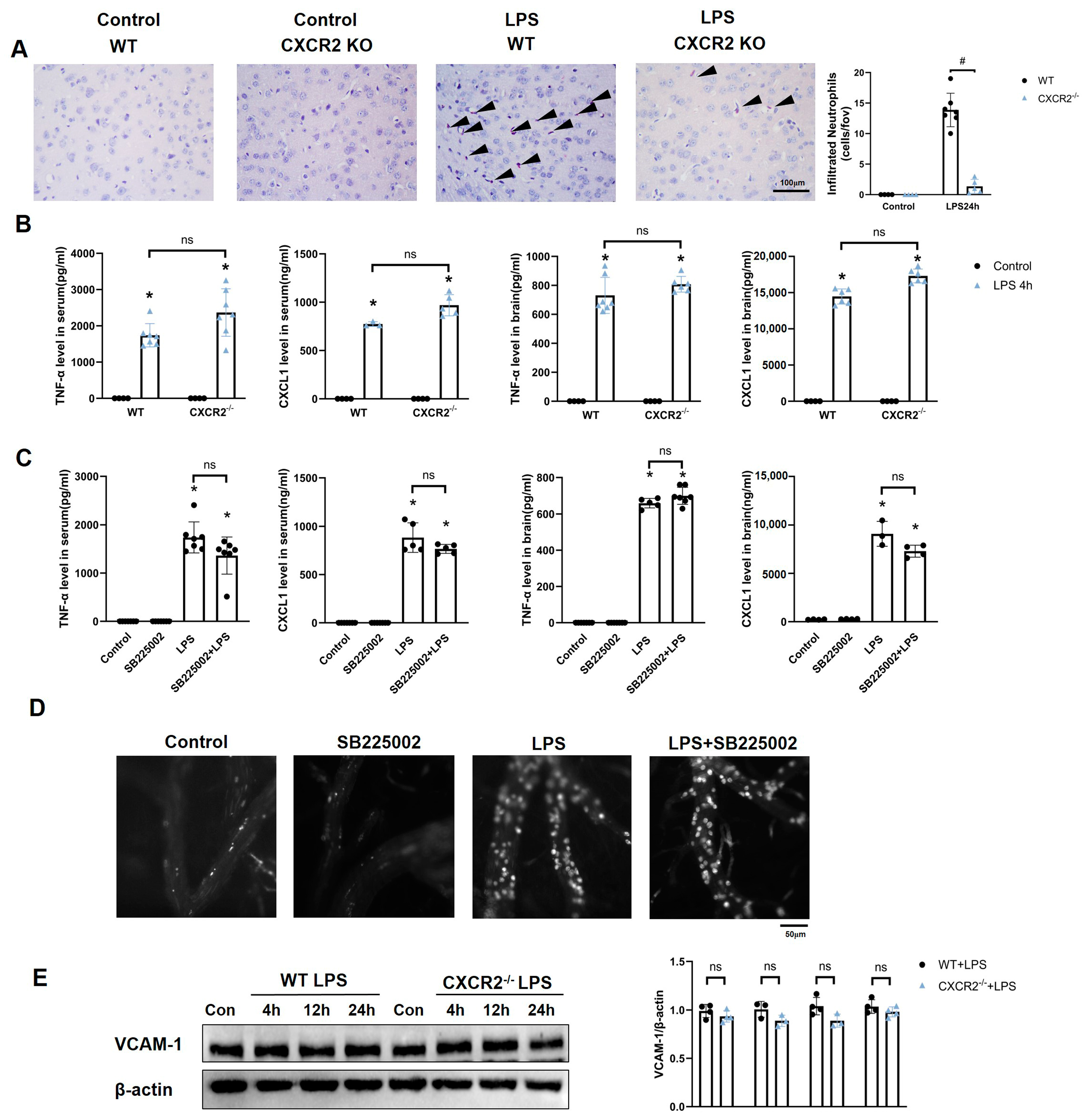 Biomedicines 12 01536 g002
