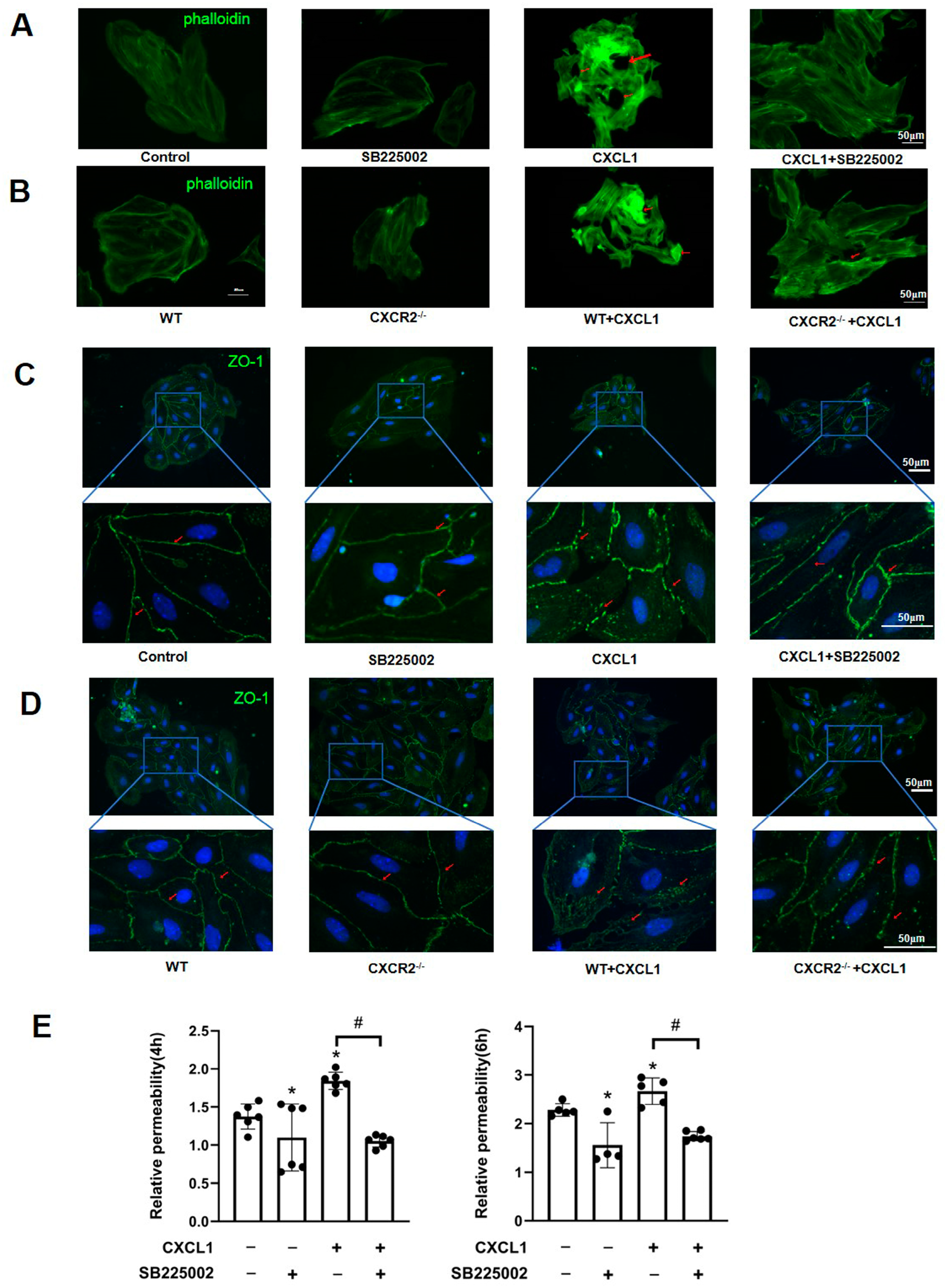 Biomedicines 12 01536 g004