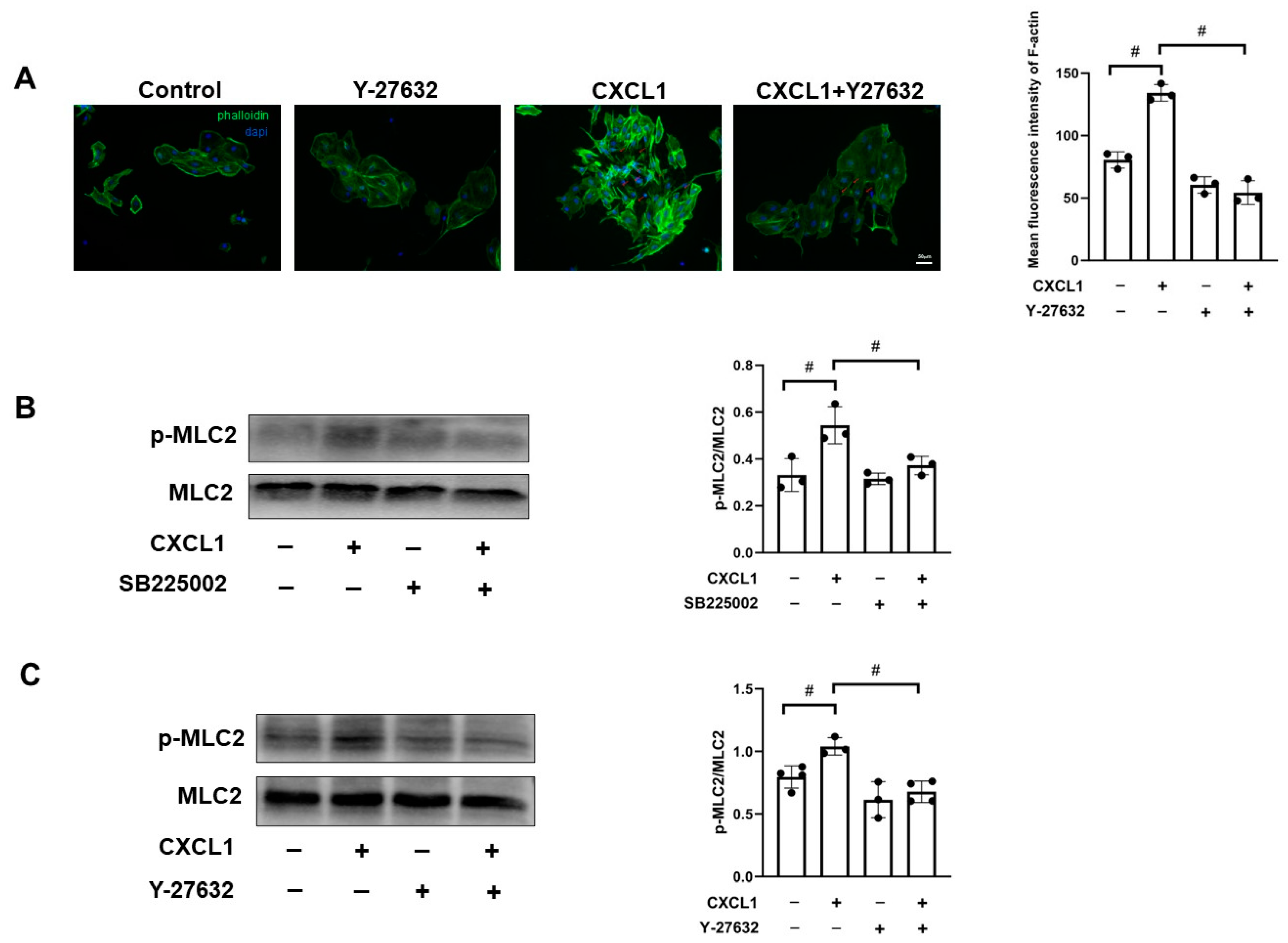 Biomedicines 12 01536 g005