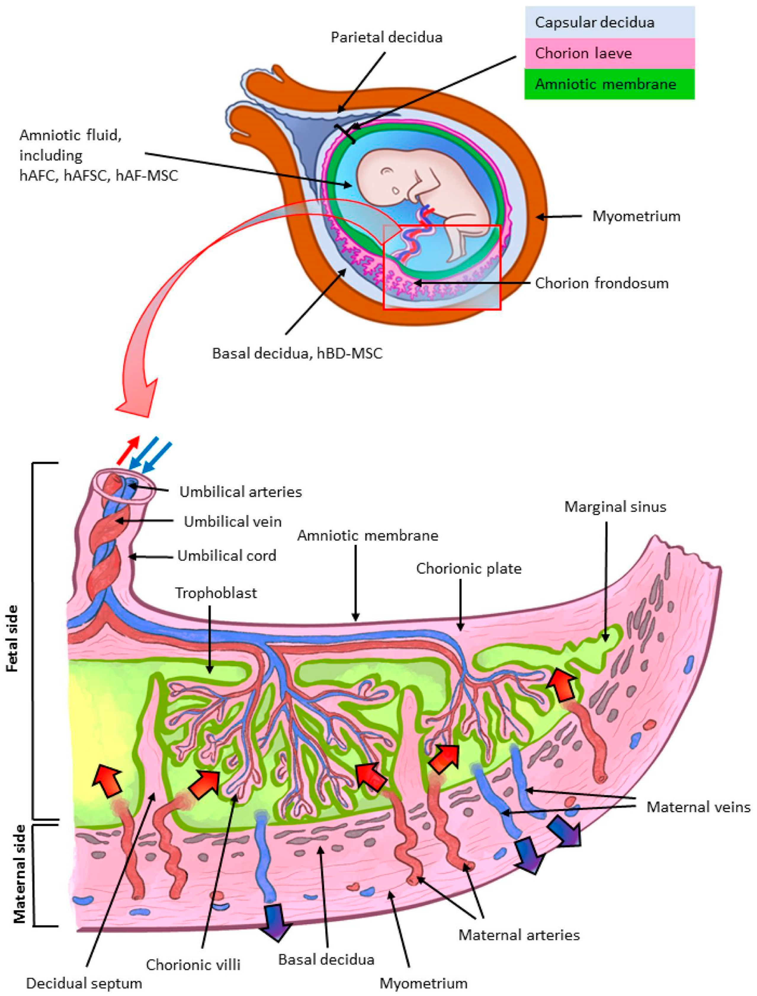 Biomedicines 12 01544 g001