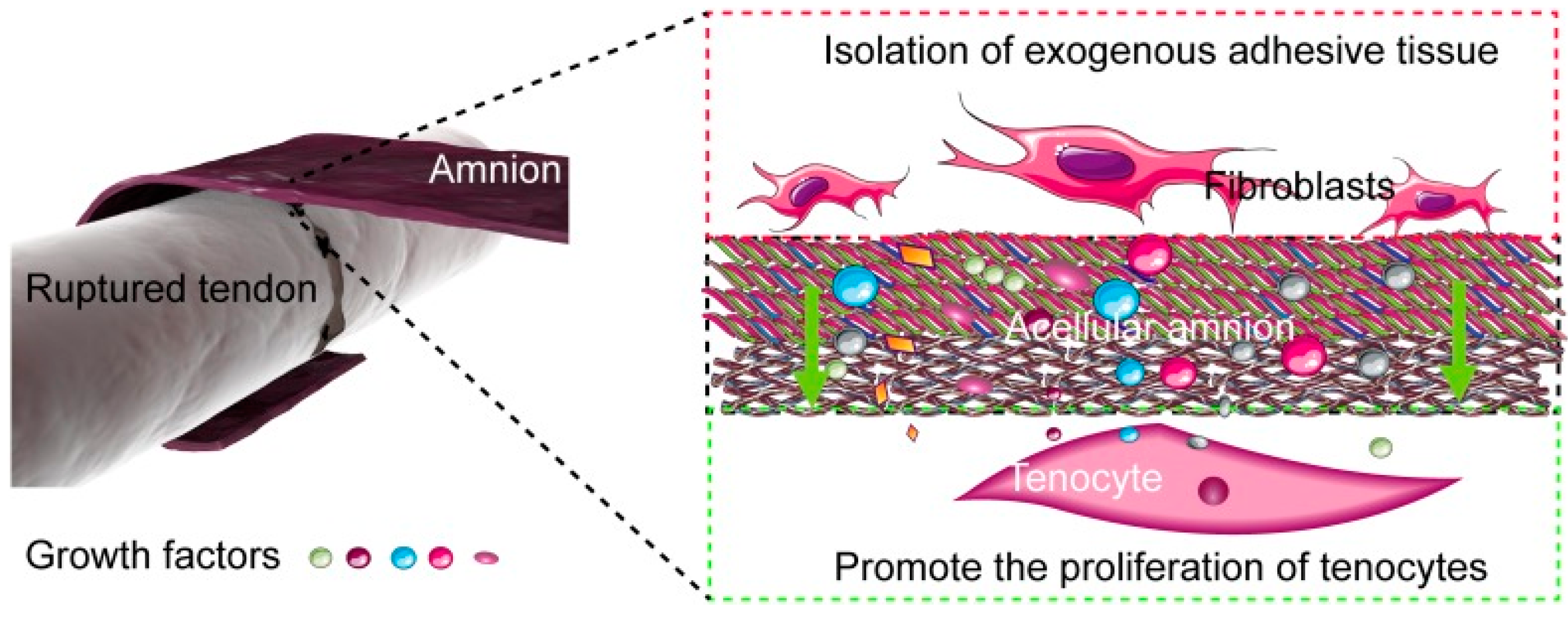 Biomedicines 12 01544 g002