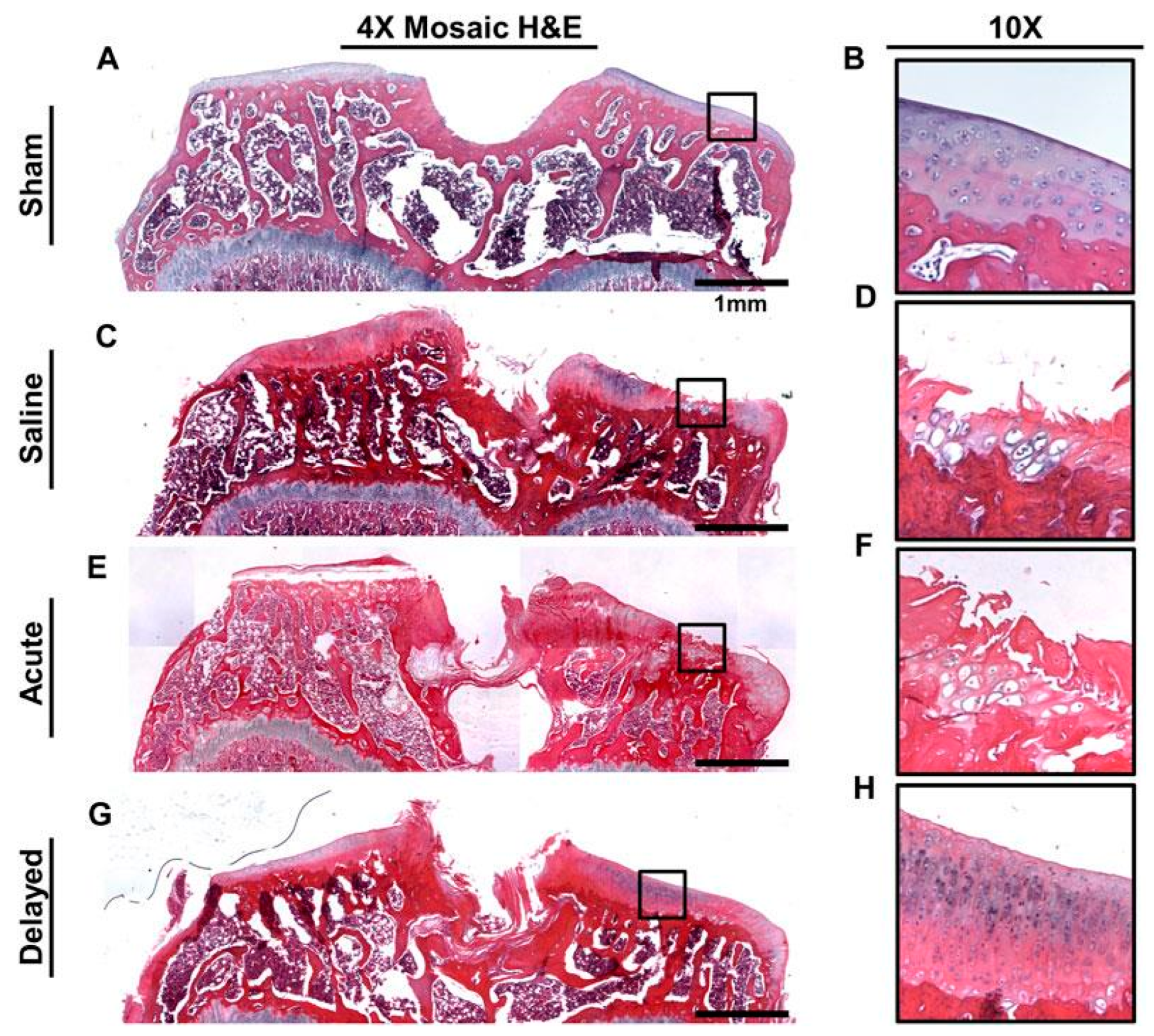 Biomedicines 12 01544 g003